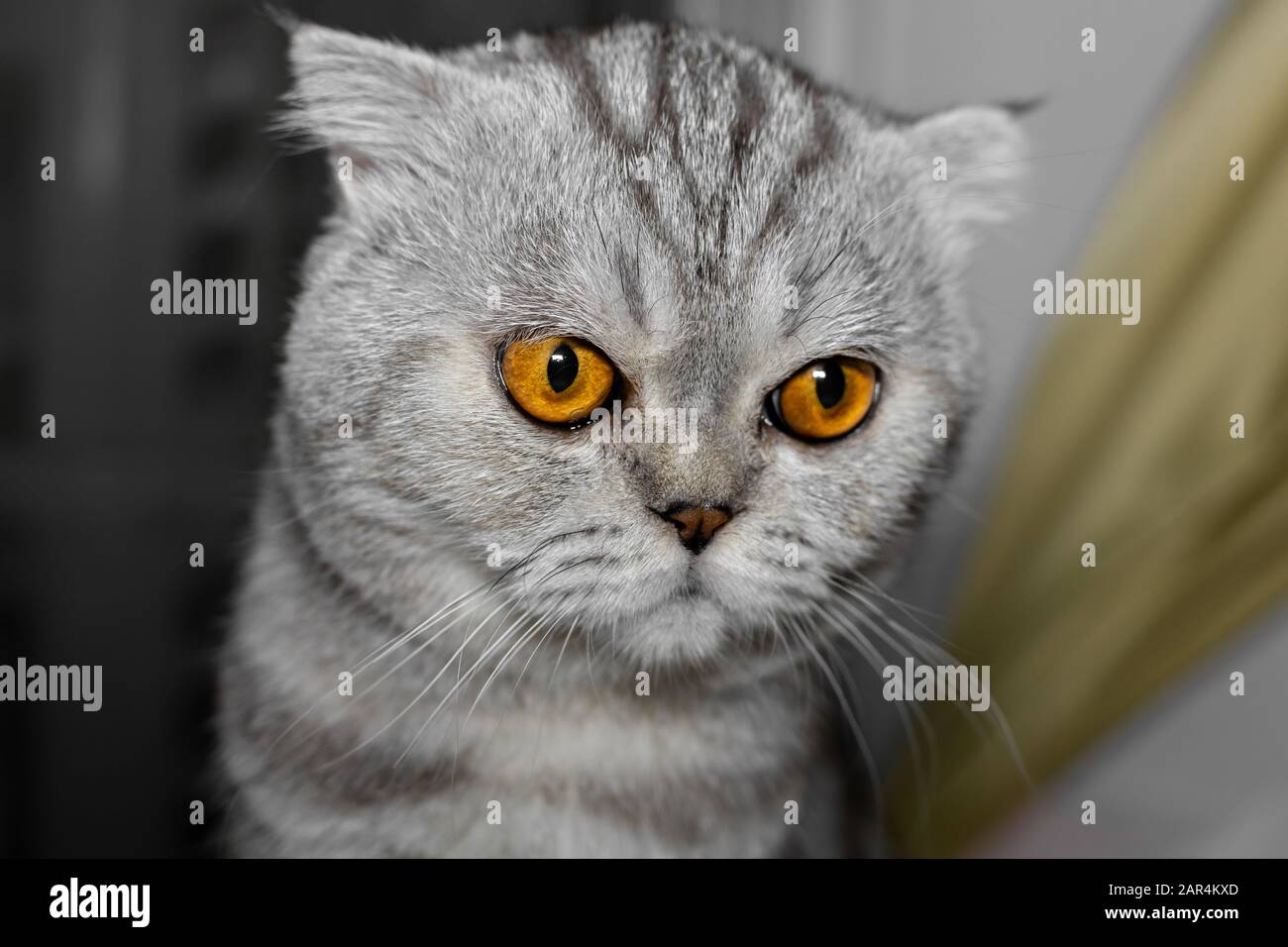 Portrait scottish fold cat is so cute. Scottish fold cat are looking. Cat with sitting on the floor. Stock Photo