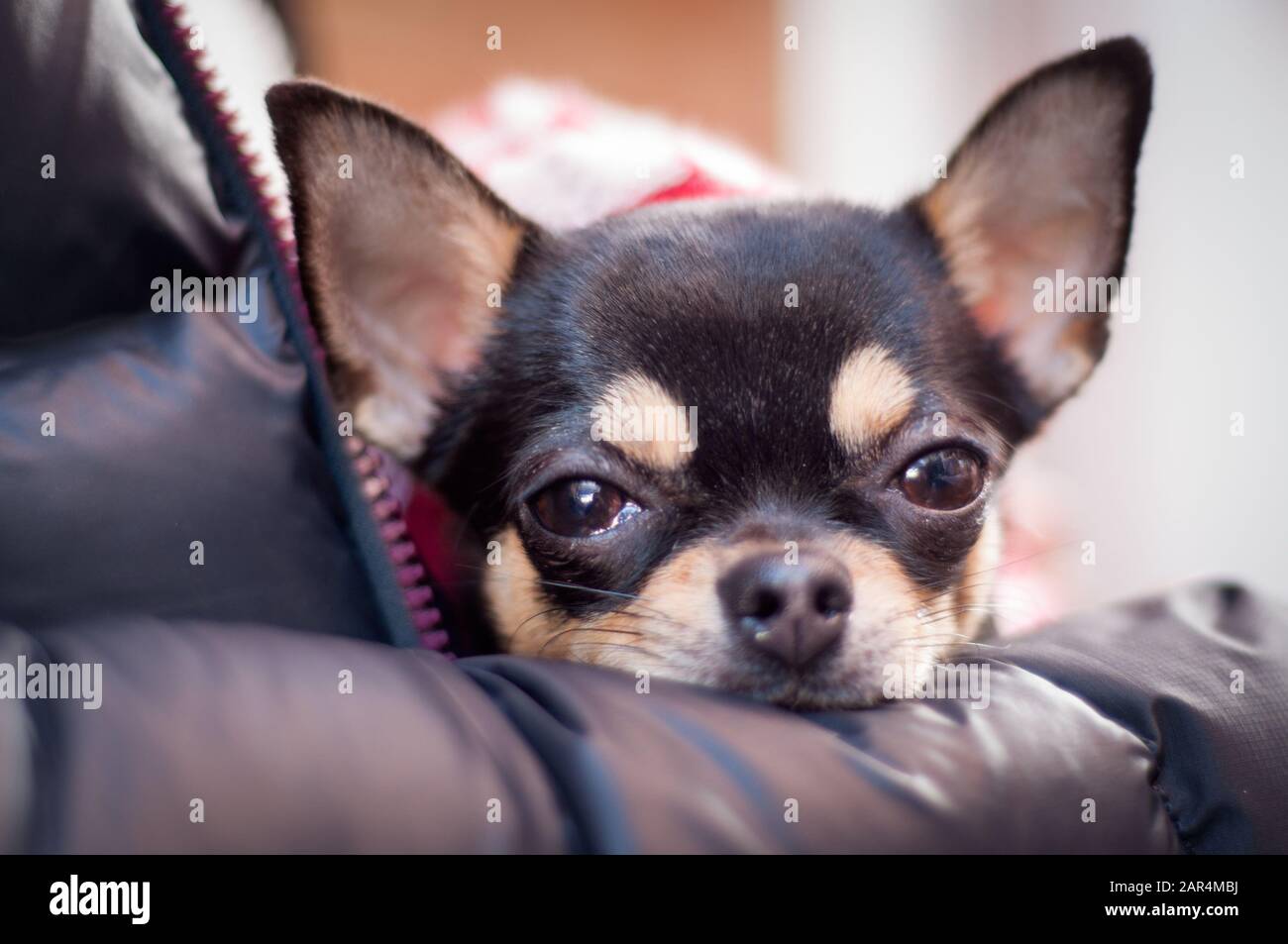 tiny black dog with big eyes is looking into the camera. he is resting on his human Stock Photo