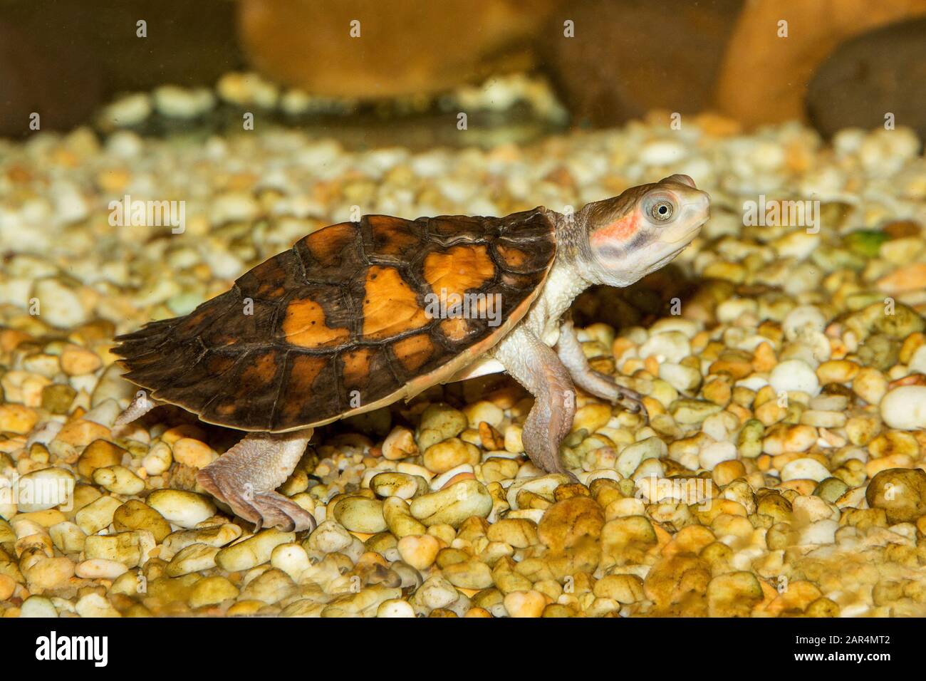 Sid necked turtle hi-res stock photography and images - Alamy