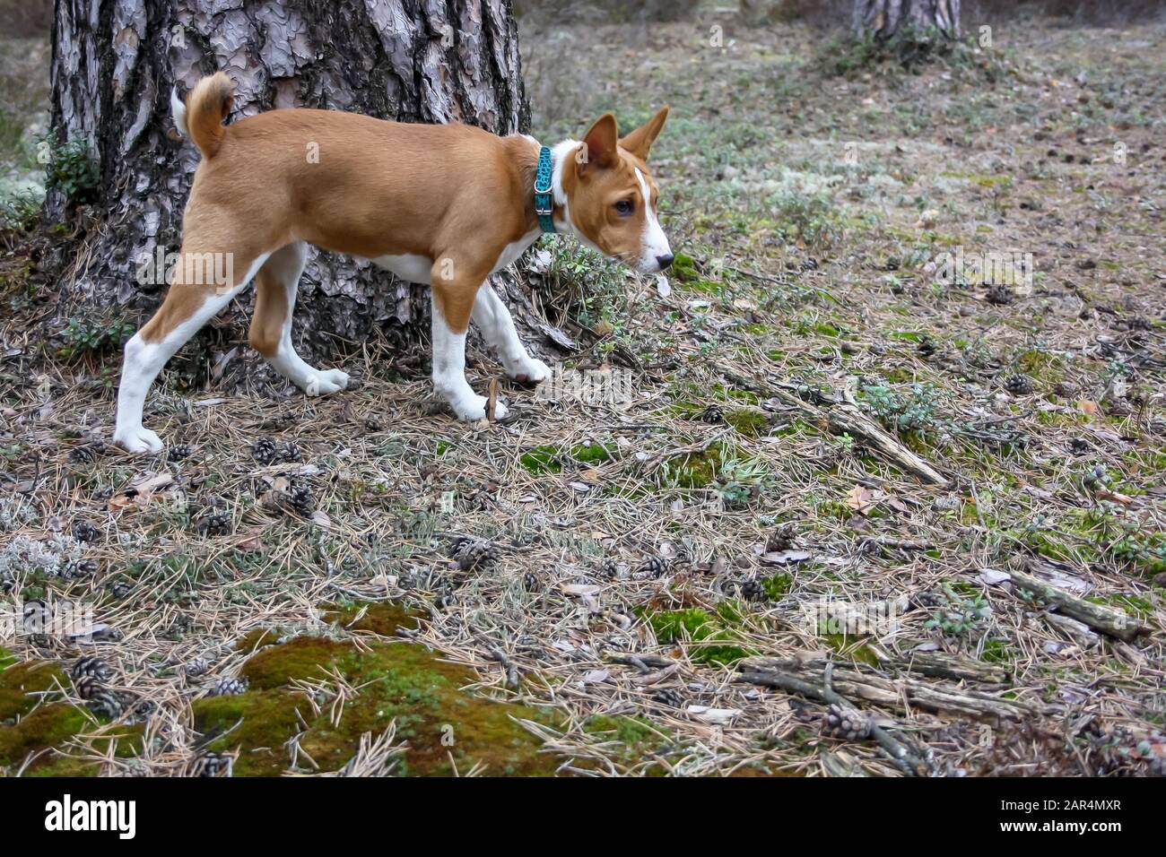 A new basenji dog runs through the forest moss in the spring Stock Photo