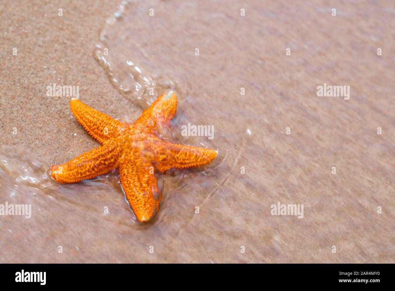 Orange starfish has been washed ashore on beach sand at sunset. Tourism promotion concept Stock Photo
