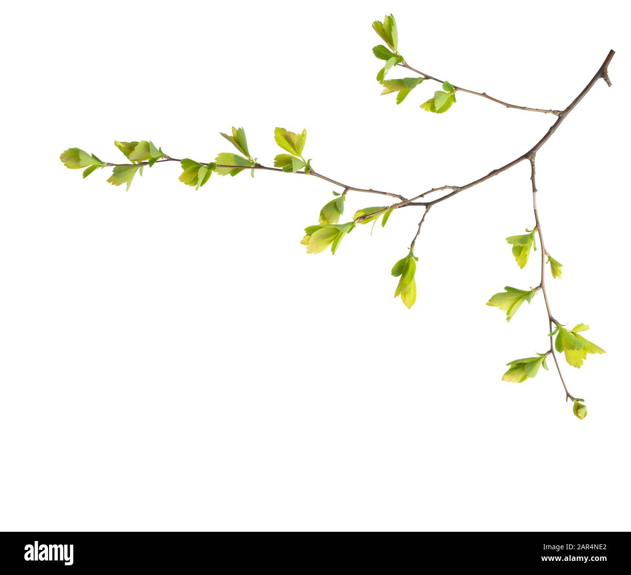 Branch with young green spring leaves isolated on white background ...