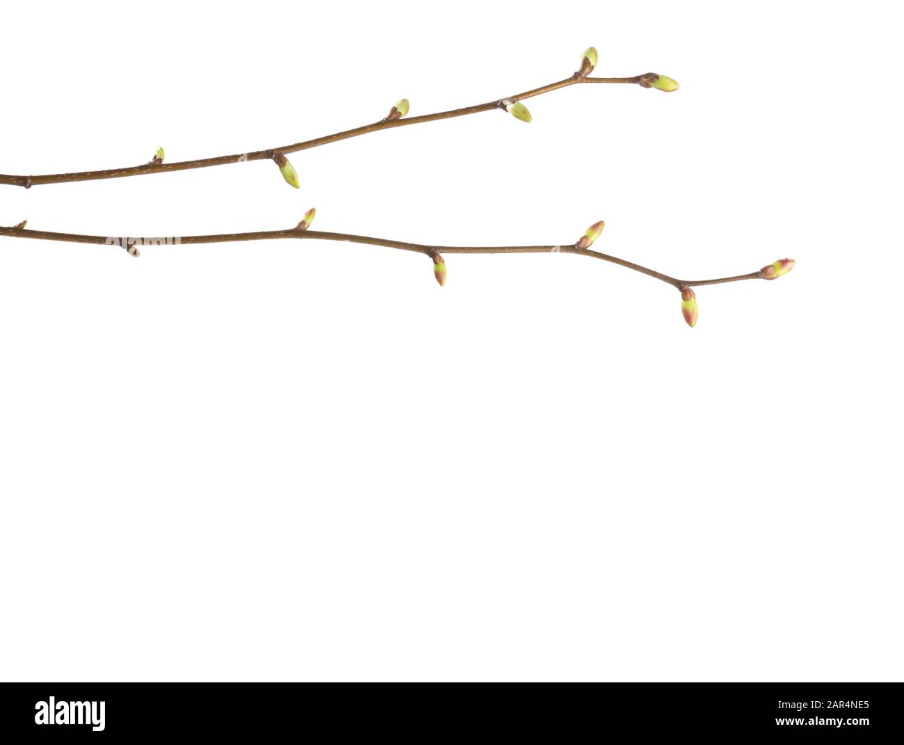 Close-up of  two  Linden branches  with young buds isolated on white background. Stock Photo