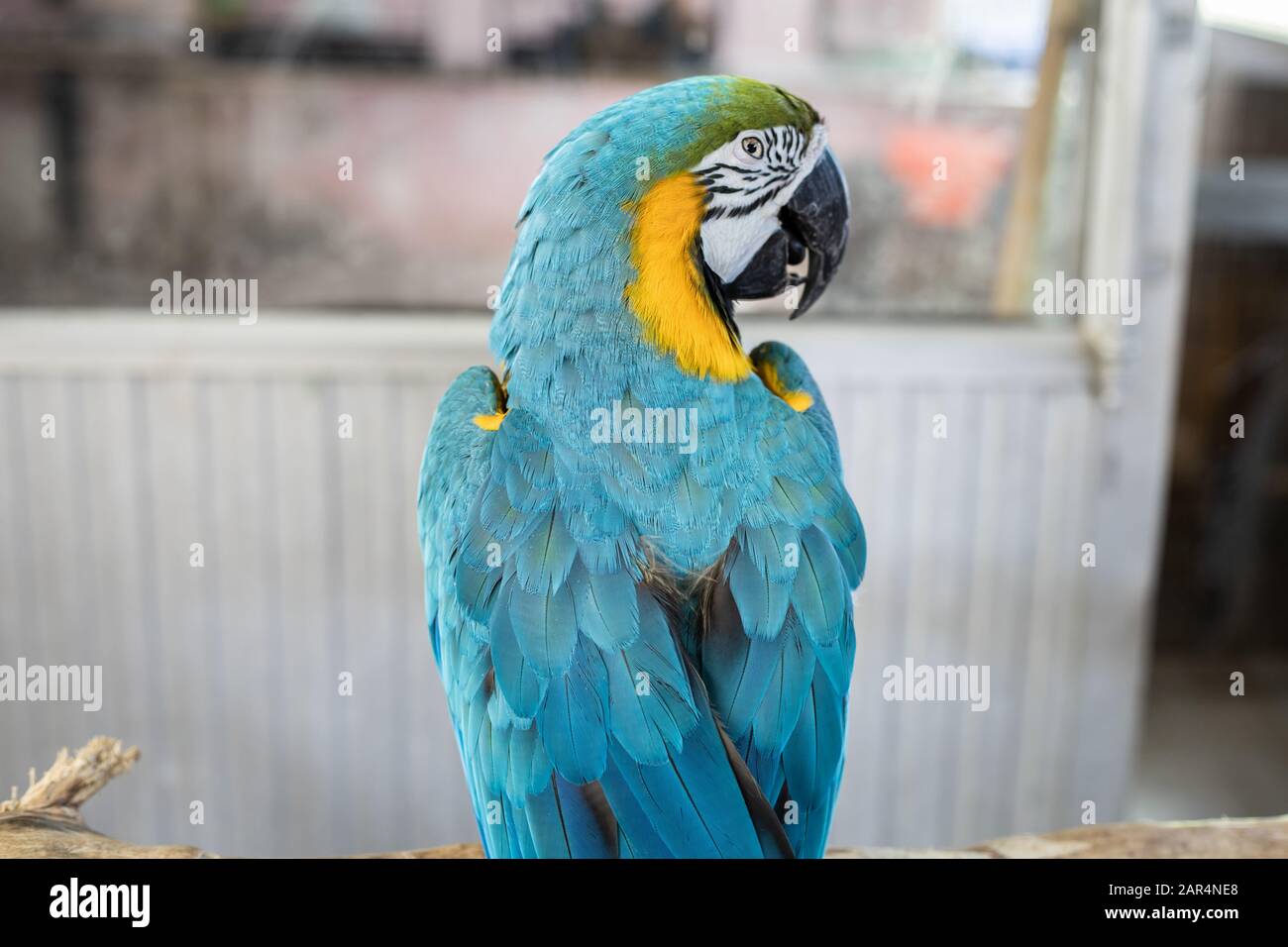 Beautiful macaw parrots that are staring. Colorful macaw parrots of nature. Stock Photo
