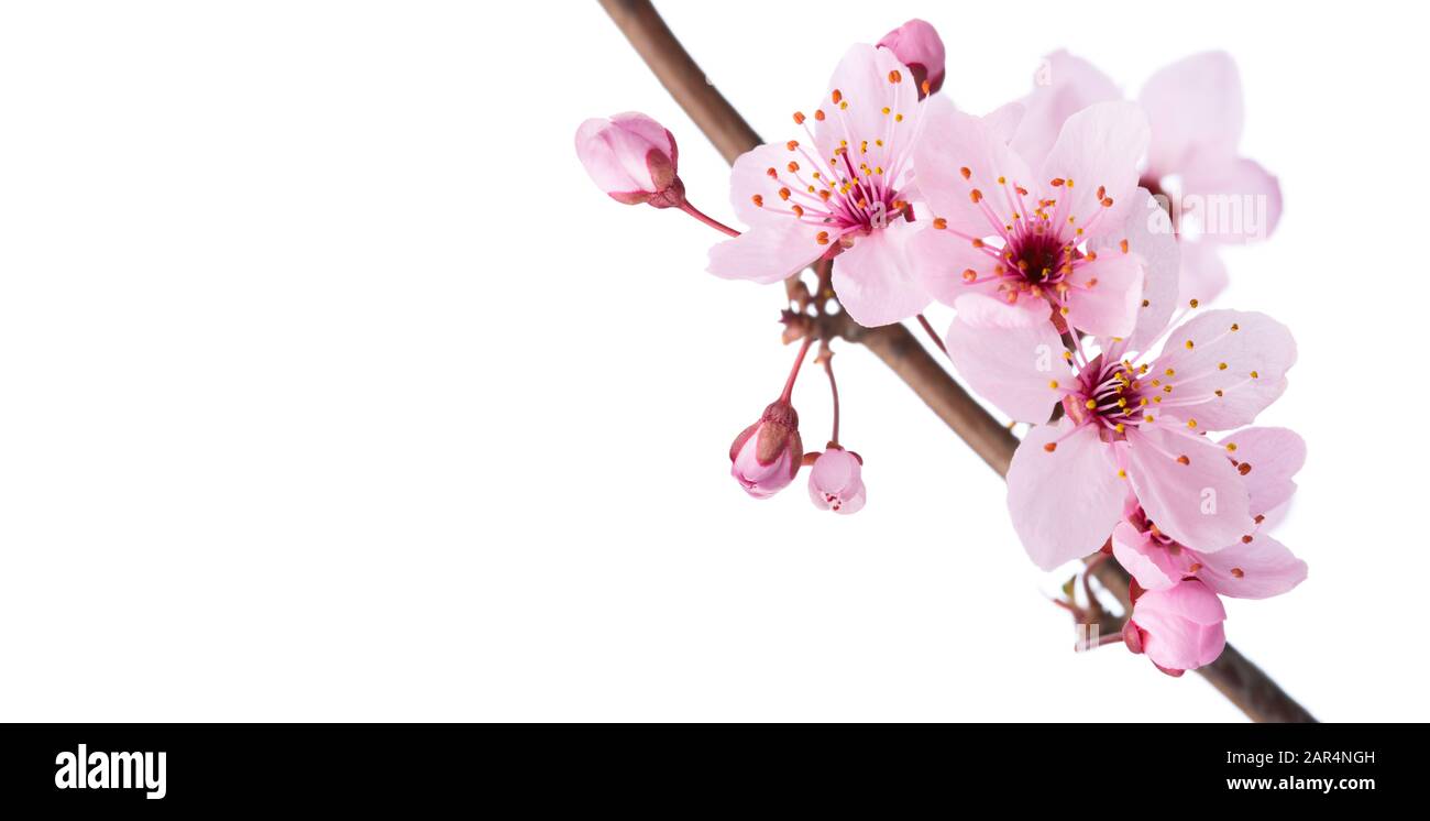 Close up shot sakura hi-res stock photography and images - Alamy