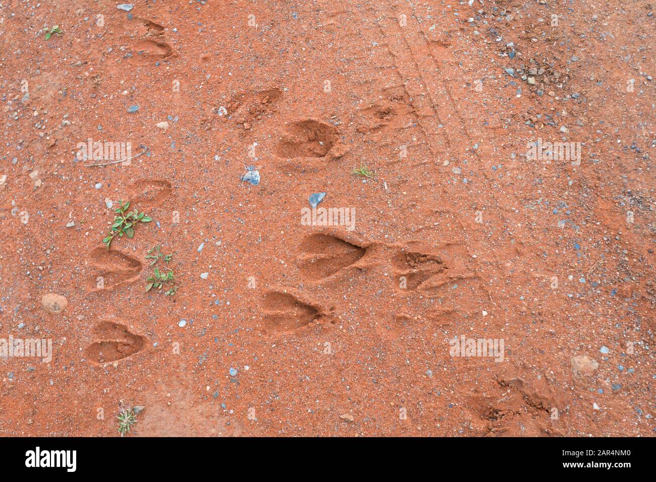 footprints of an Impala antelope animal in the red earth, soil, ground at Mokala national park, South Africa concept abstract nature Stock Photo