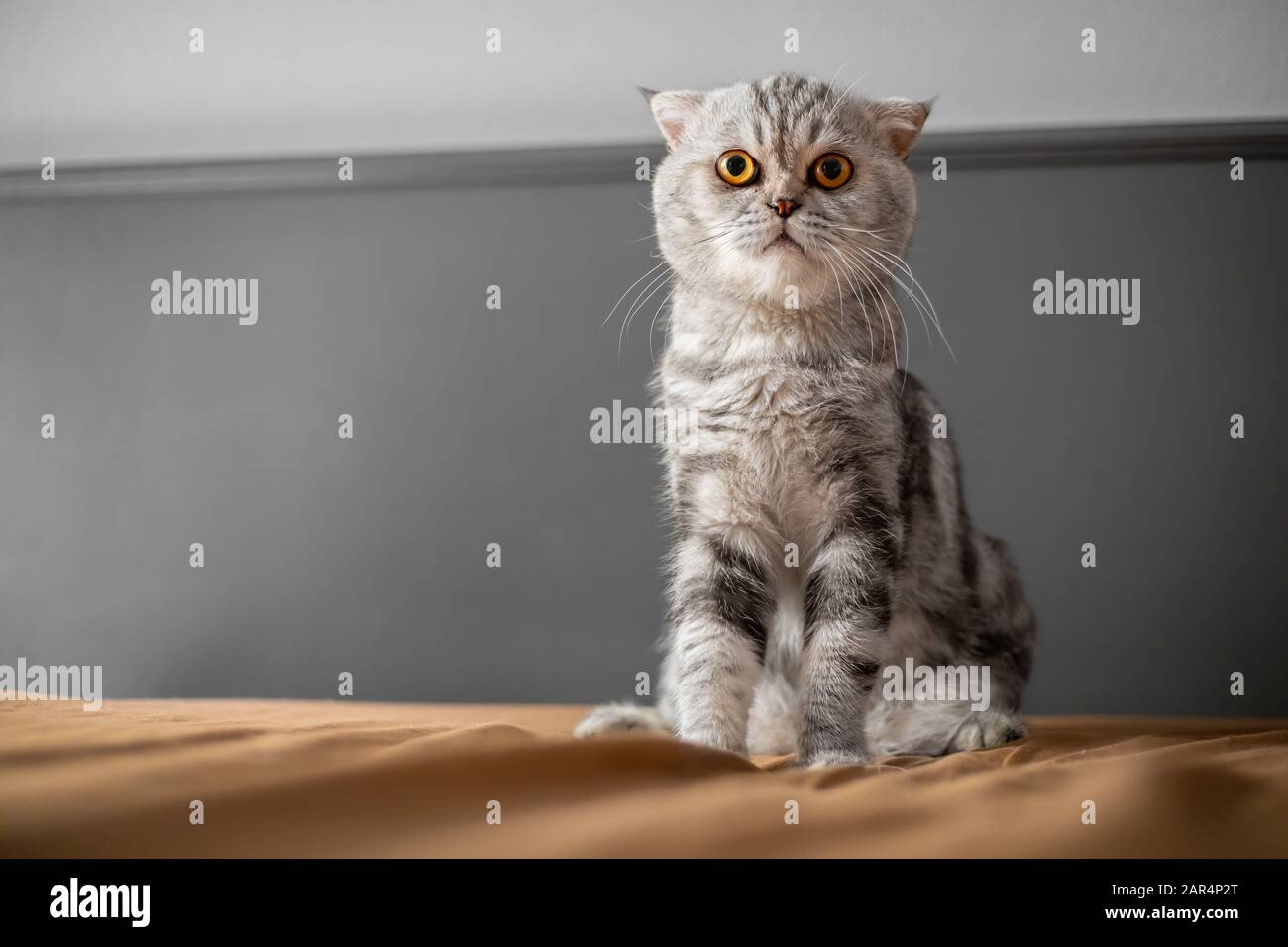 Playful scottish fold cat on the bed. Closeup scottish fold cat is so cute. So cute cat in the bedroom. Stock Photo