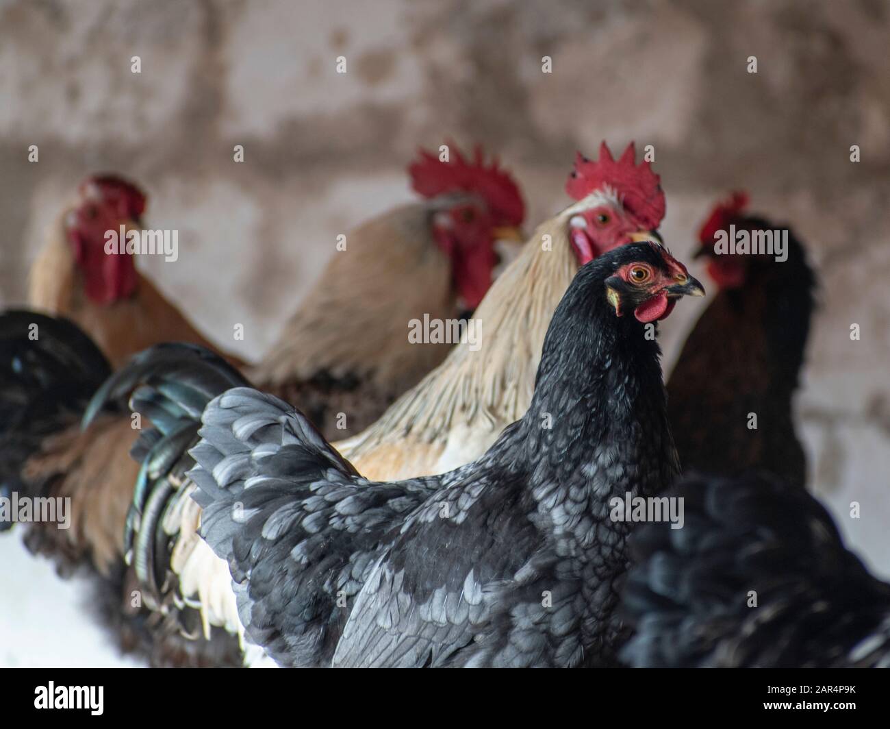 Cockerels and hens, Gallus gallus domesticus Stock Photo