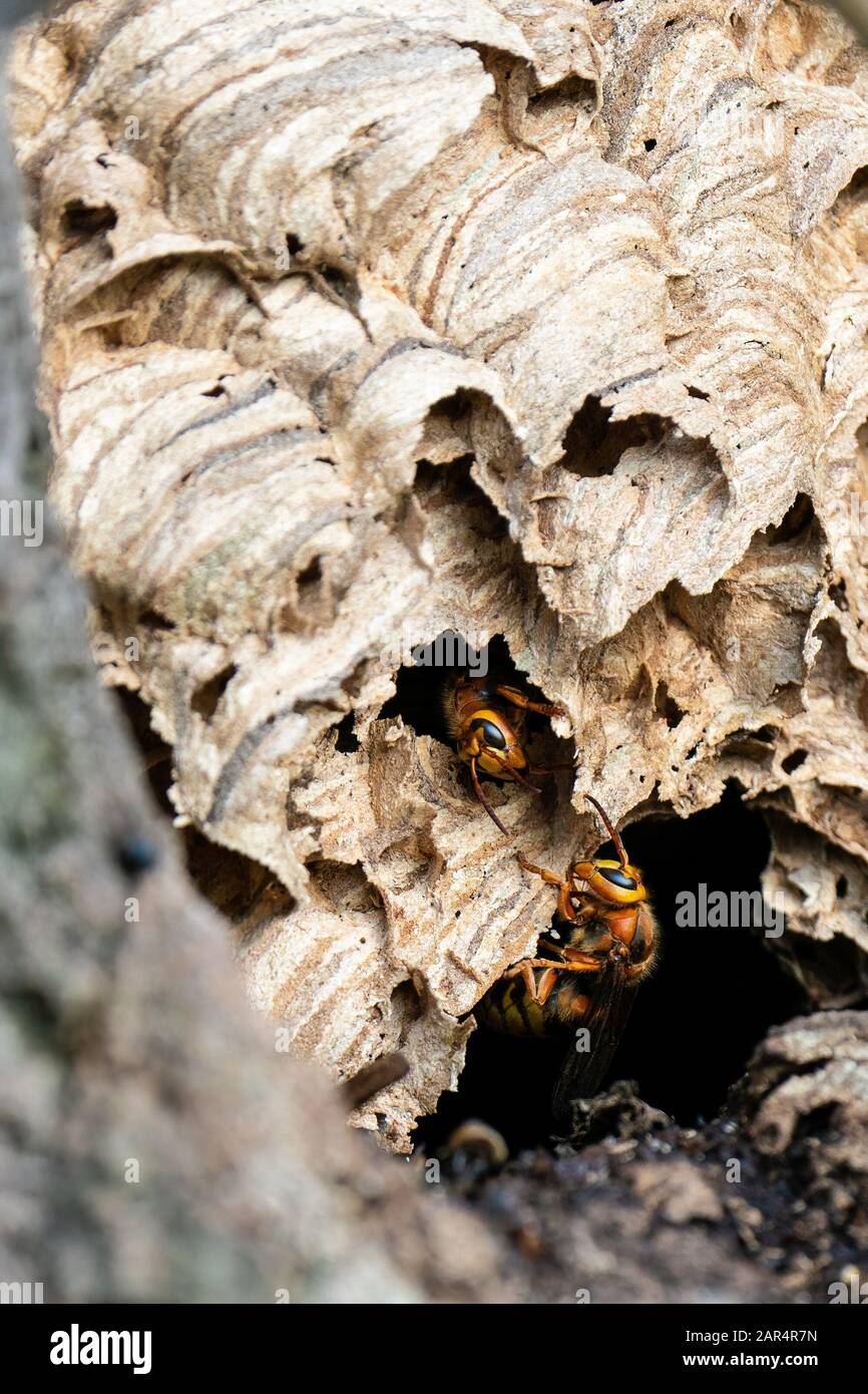 European hornet (Vespa crabro)  nest. two individuals walking across the surface of the nest in a tree hollow Stock Photo