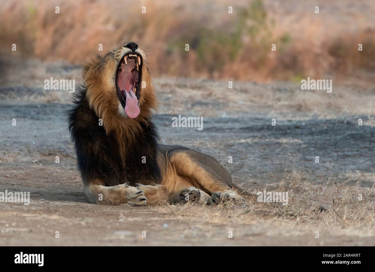 Yawning male  asiatic Lion In Gujarat, India Stock Photo