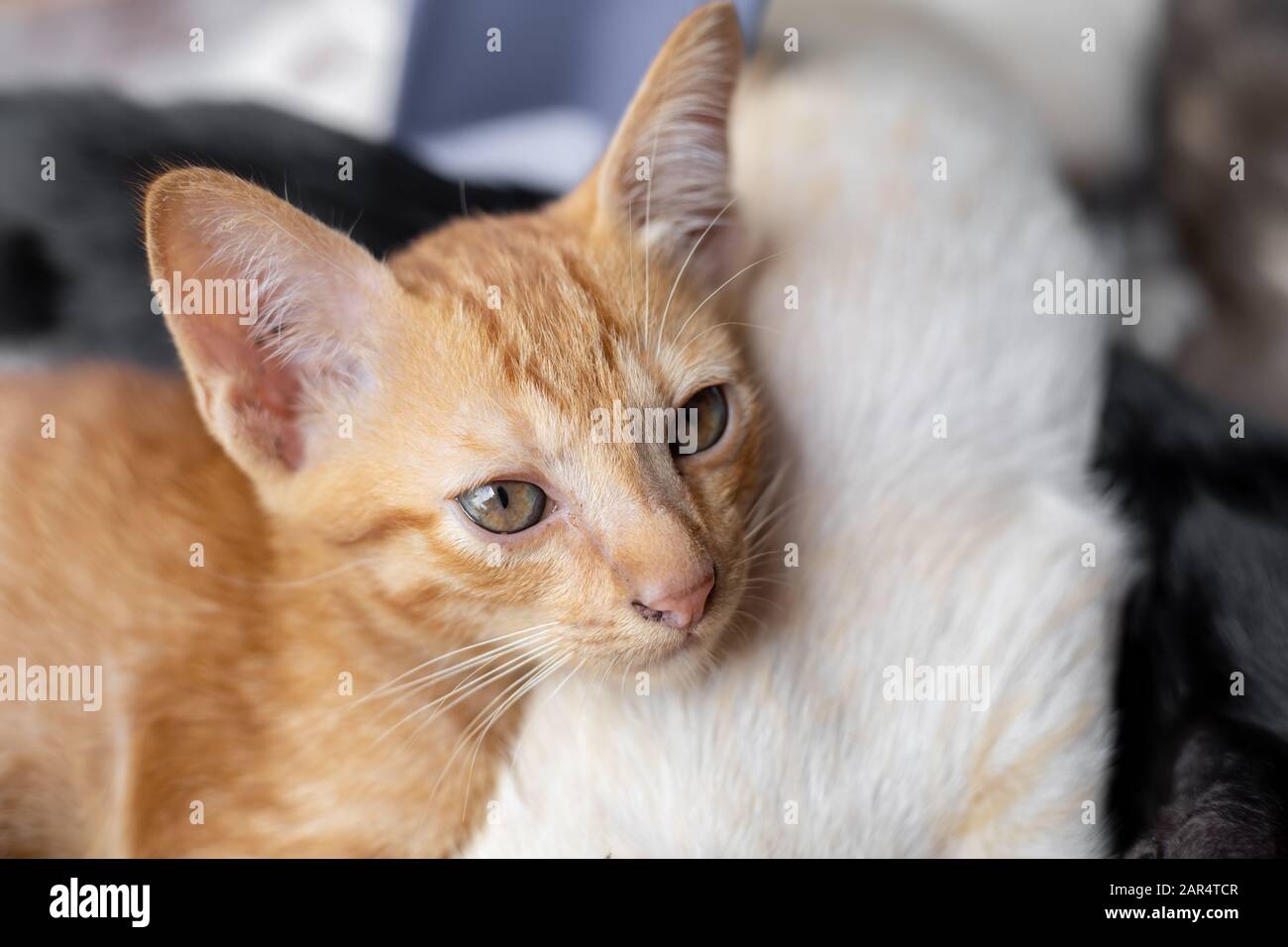 Kittens that are sucking milk from the mother cat. Stock Photo