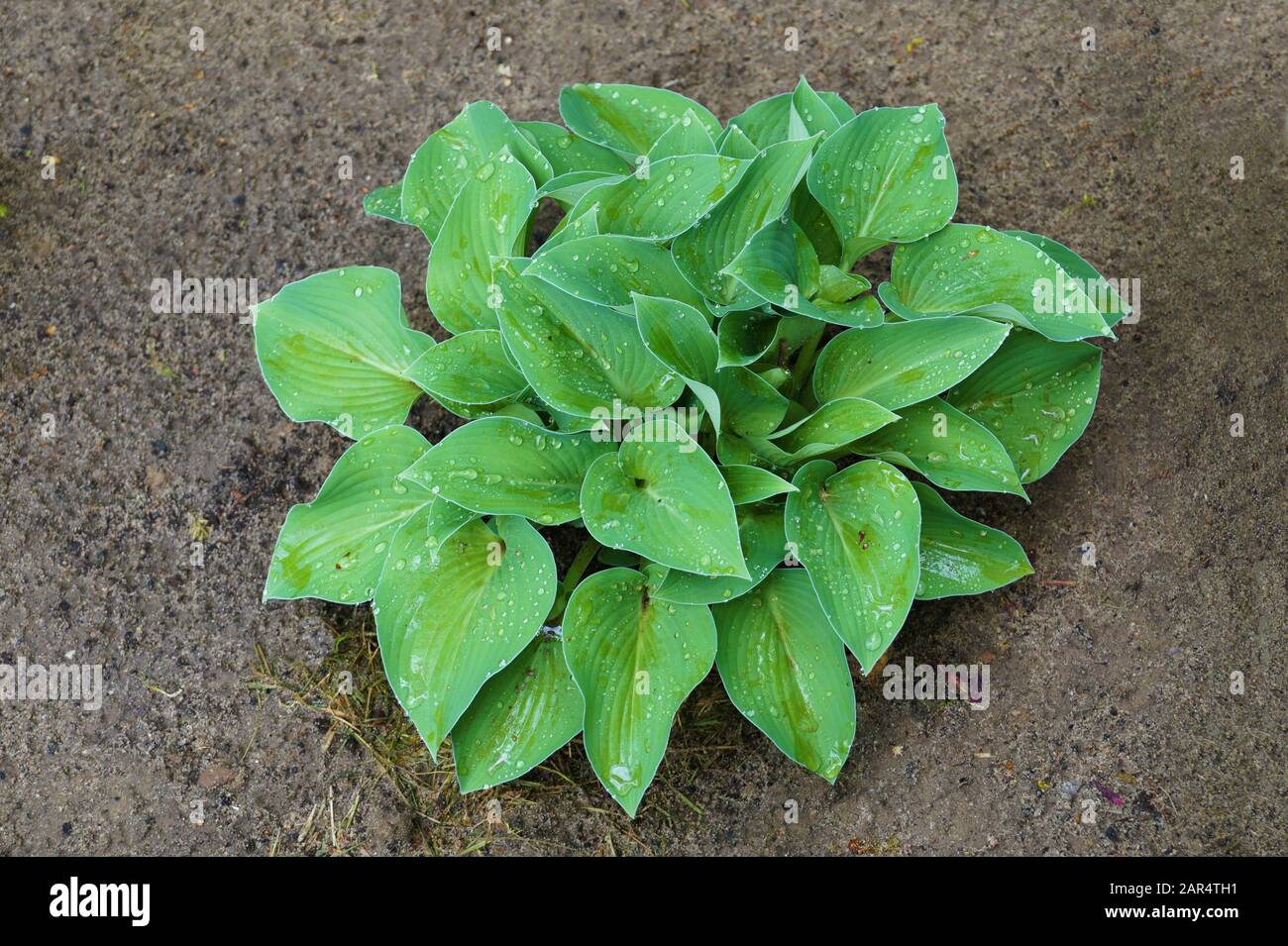 One of many varieties of shadeloving plants of the genus Hosta. A