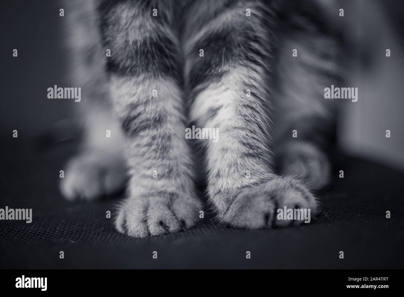 Closeup of foot cat on the floor in the room. Stock Photo