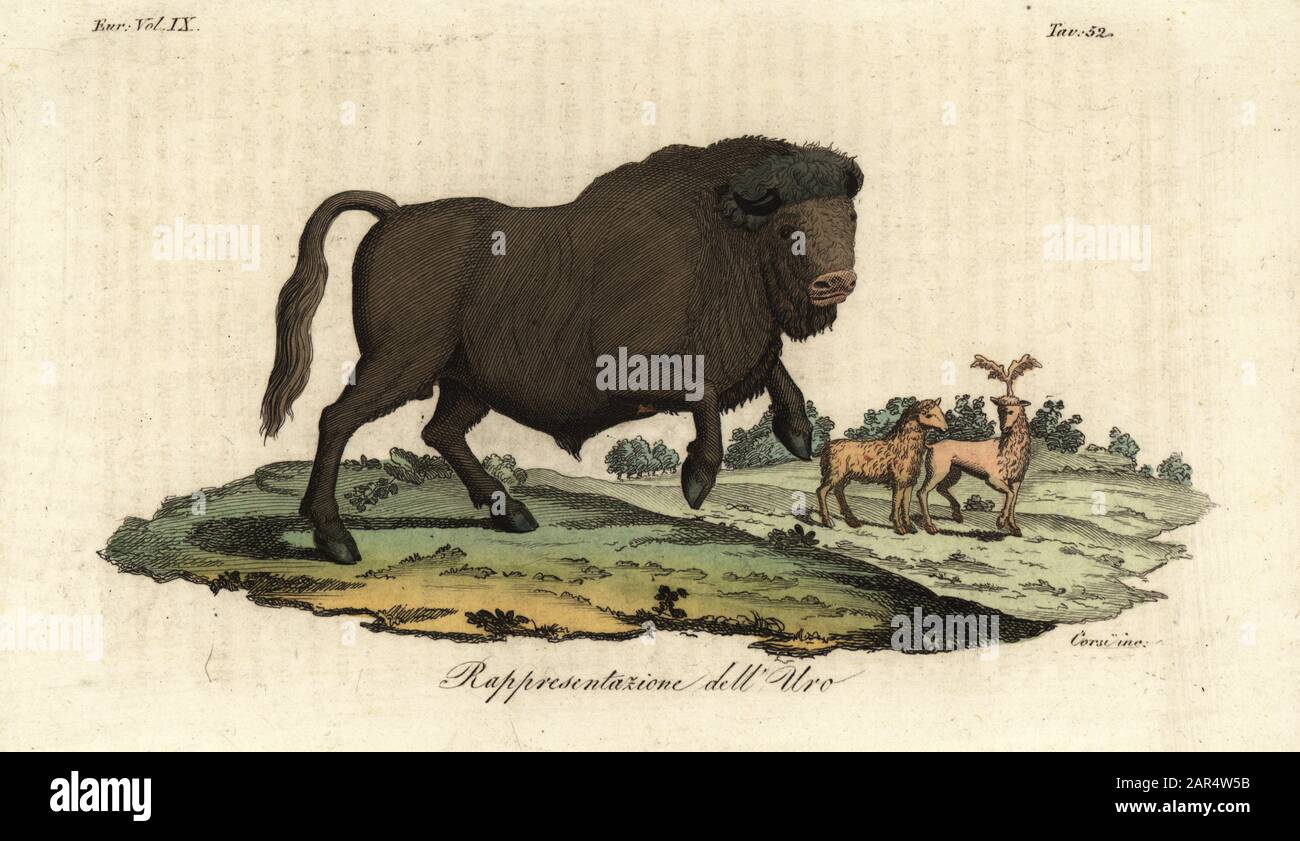 Extinct bull aurochs, Bos primigenius, with stag and deer. Rappresentazione  dell'Uro. Handcoloured copperplate engraving by Corsi from Giulio  Ferrario's Costumes Ancient and Modern of the Peoples of the World, Il  Costume Antico