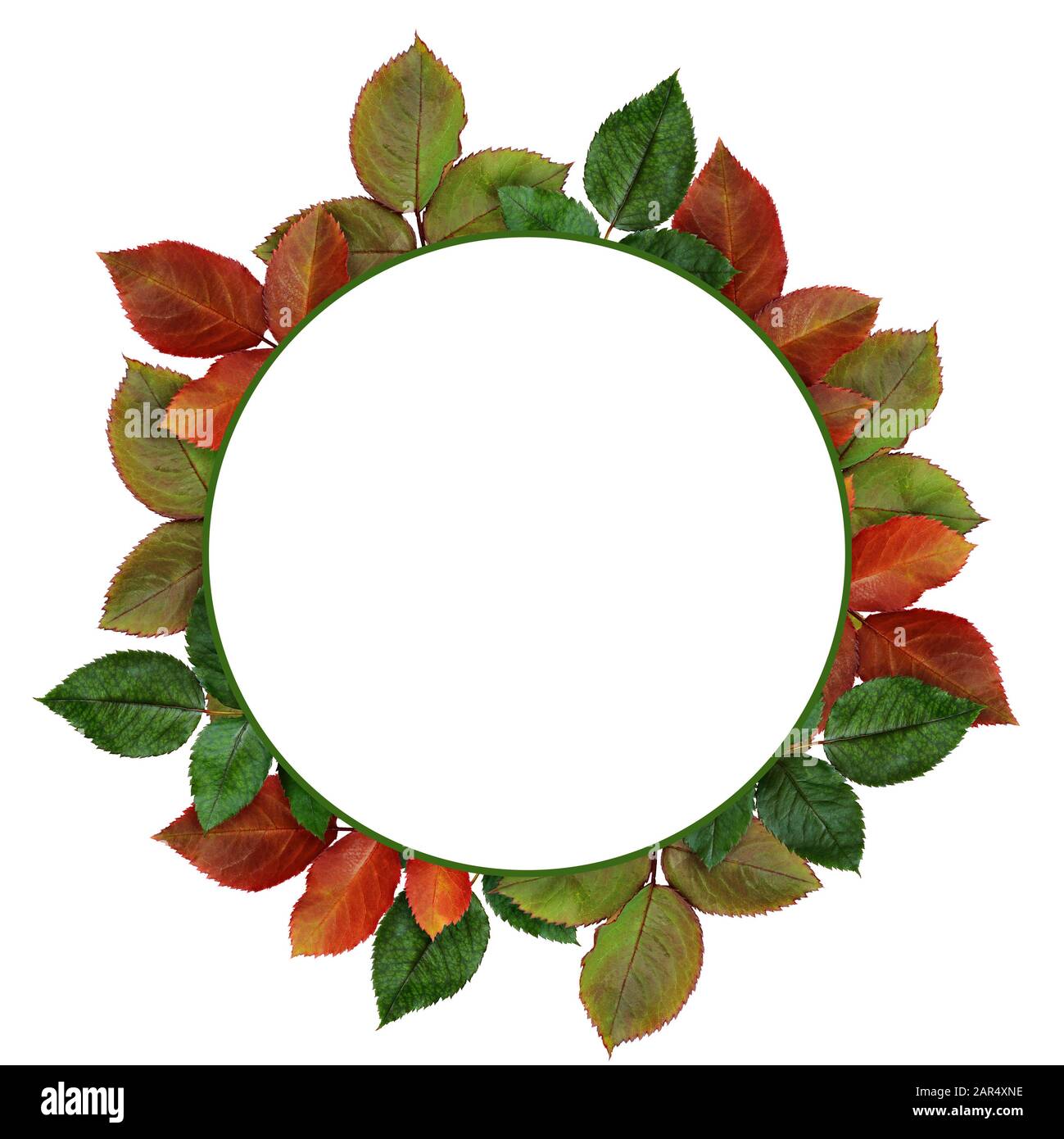 Autumn round frame with colorful leaves on white background Stock Photo ...
