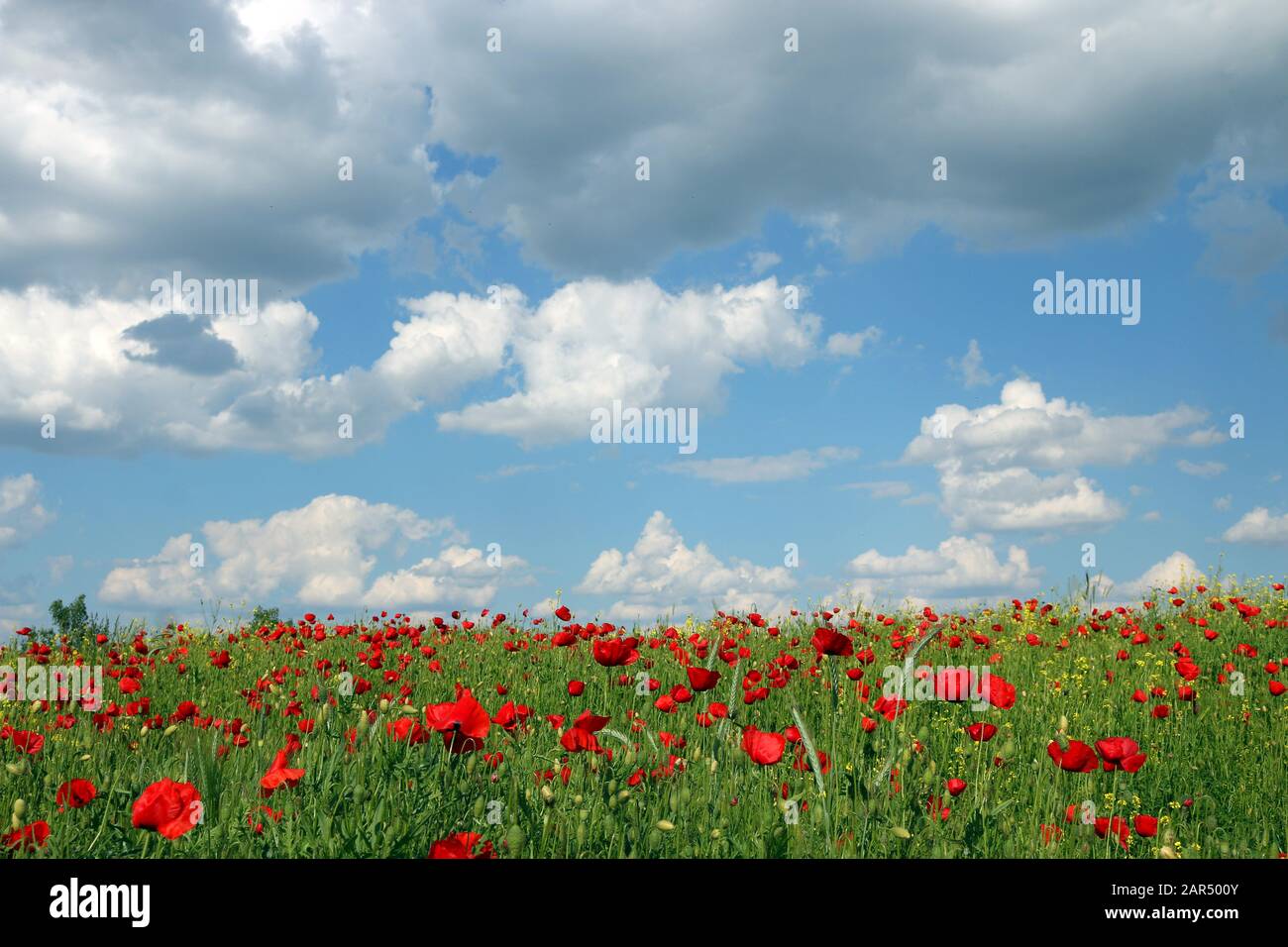 filed with poppies flowers and blue sky with clouds nature landscape ...