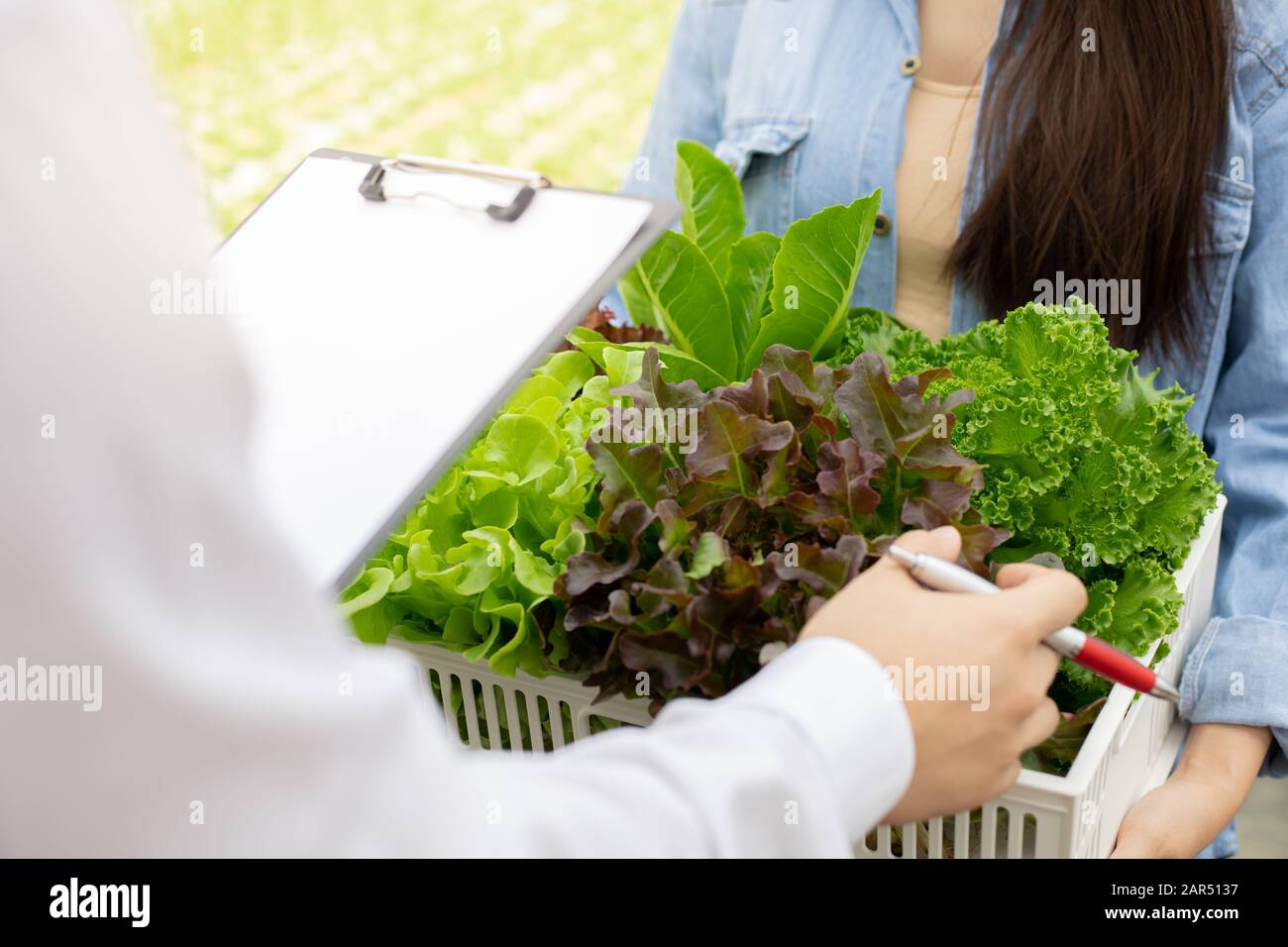 Strict inspection of organic vegetables after harvest for export to the market. Women carrying a vegetable basket to check the quality of vegetables f Stock Photo