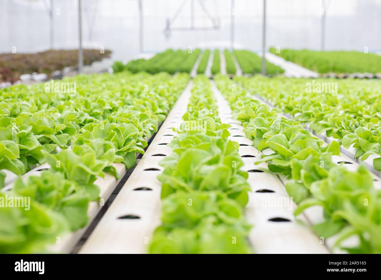 Hydroponic of lettuce farm growing in greenhouse for export to the market. Interior of the farm hydroponics. Vegetables farm in hydroponics. Stock Photo