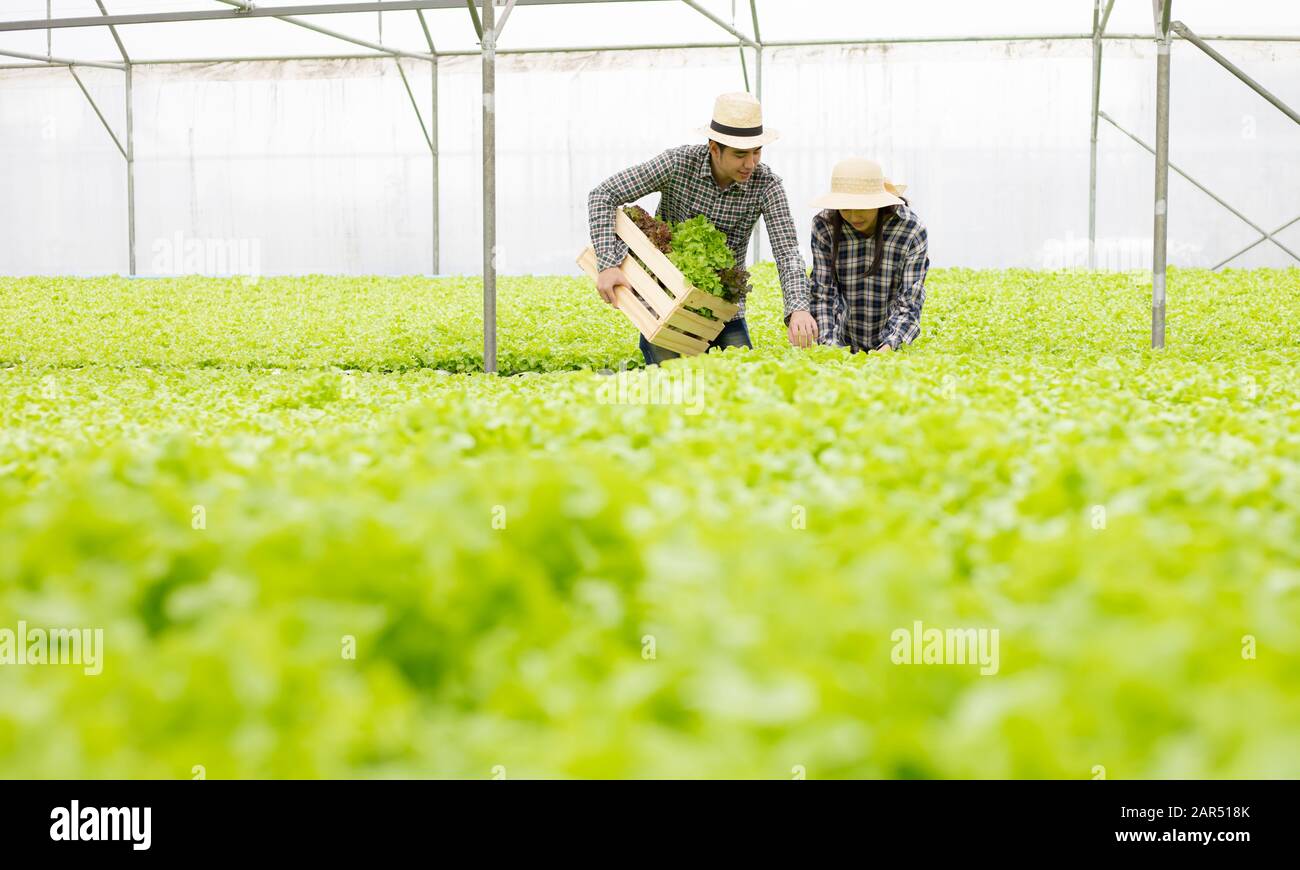 Male and female gardeners are collecting organic vegetables harvested from the Hydroponics vegetable farm, put in a wooden basket that him carry with Stock Photo