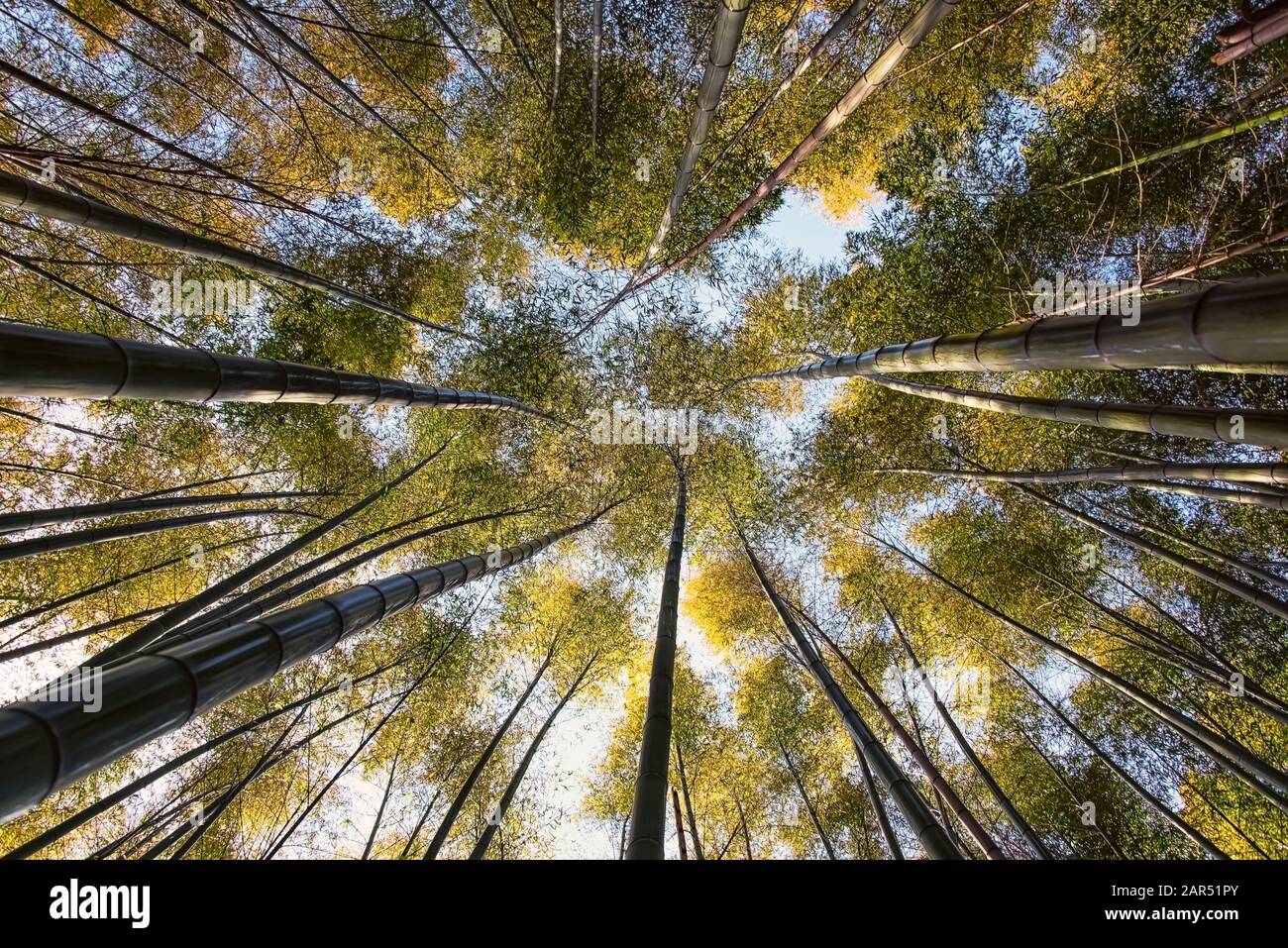 Bamboo grove in Arashiyama, Kyoto Stock Photo