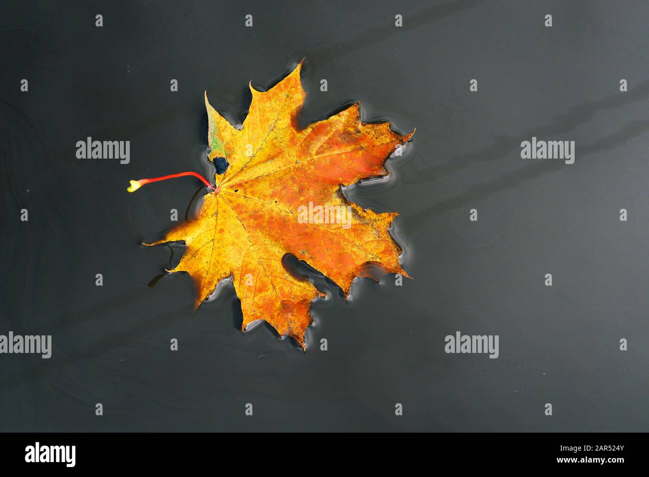 Yellow maple leaf in water, autumn and rainy weather. Autumn rainy ...