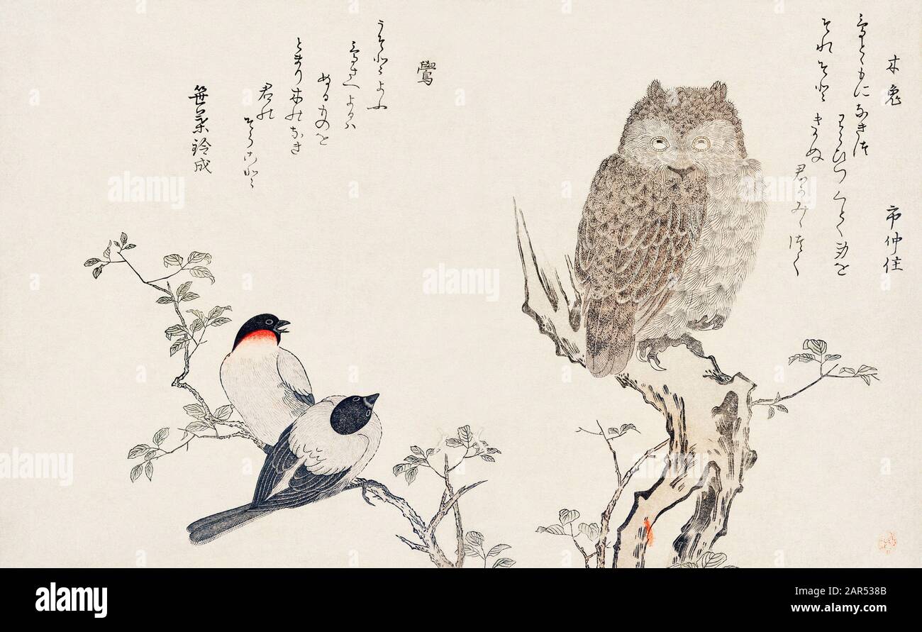 Mimizuku hi-res stock photography and images - Alamy