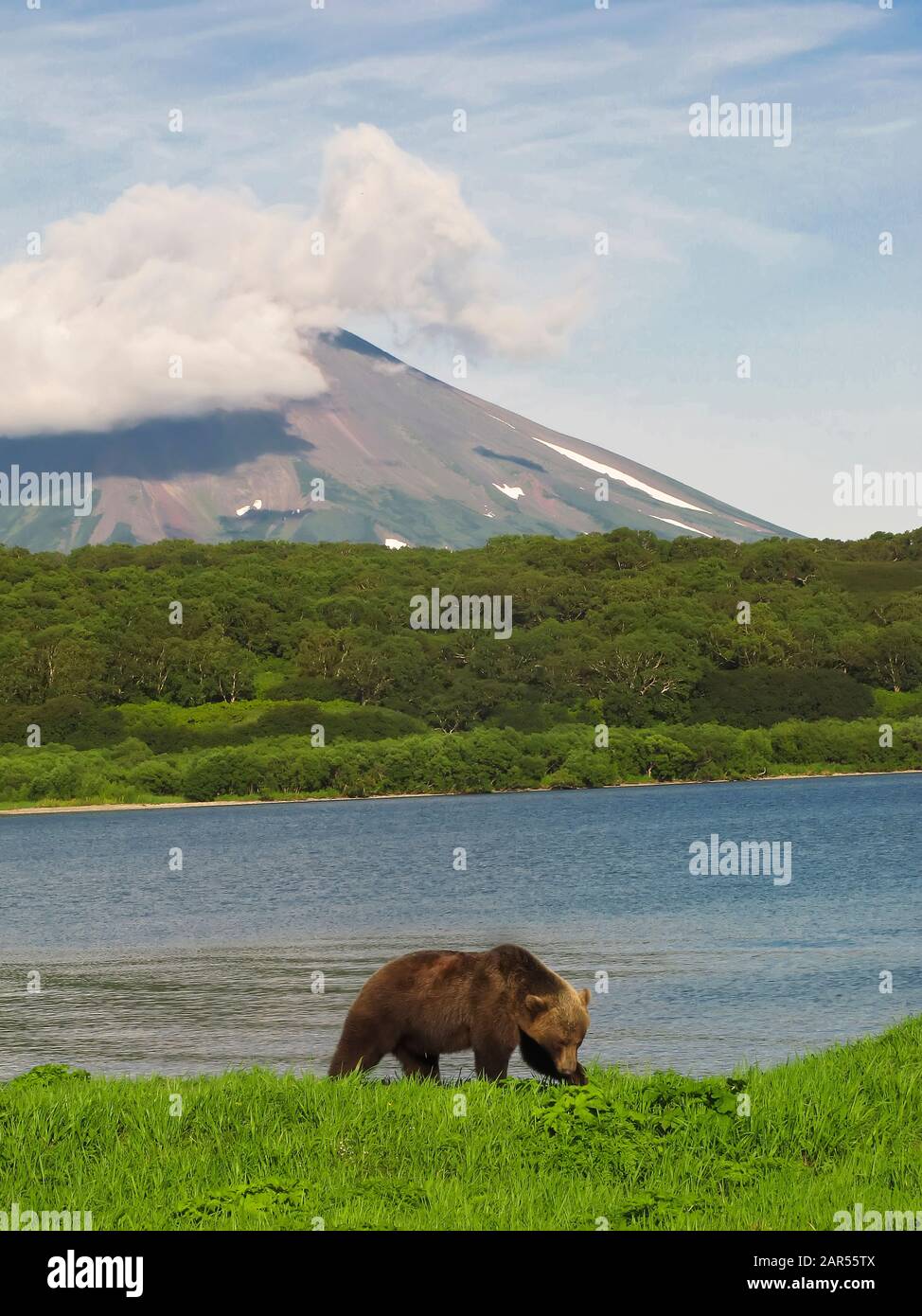 Brown bear( Ursus arctos) and Ilynsky volcano. Kurile lake. Kamchatka. Siberia. Russia Stock Photo