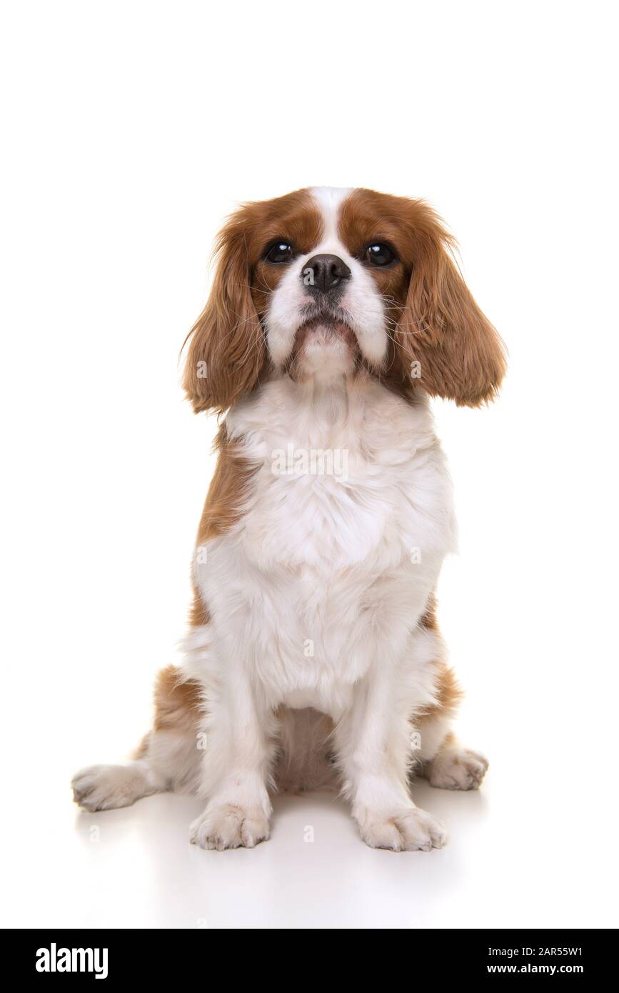 Cavalier King Charles Spaniel dog sitting isolated on a white ...