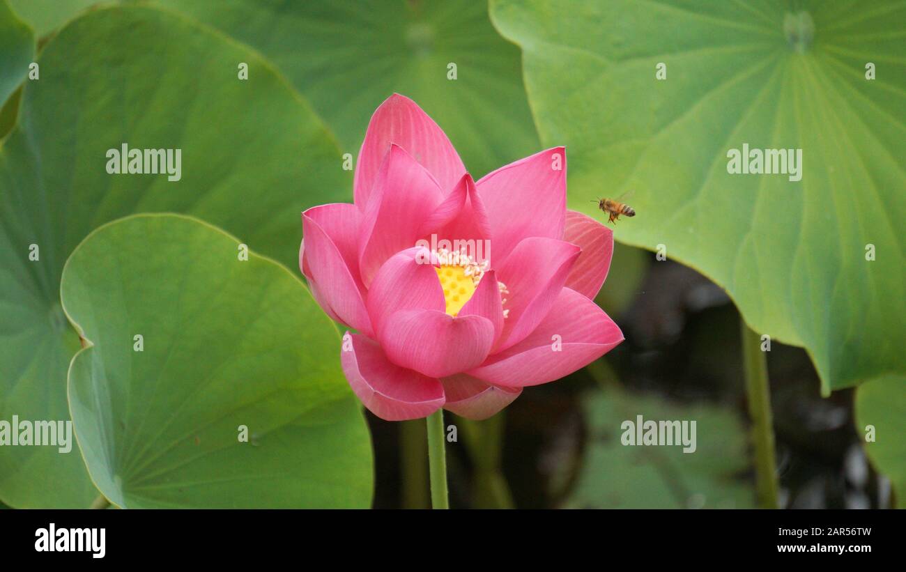 Bee gathering nectar on Lotus flower in full bloom Stock Photo