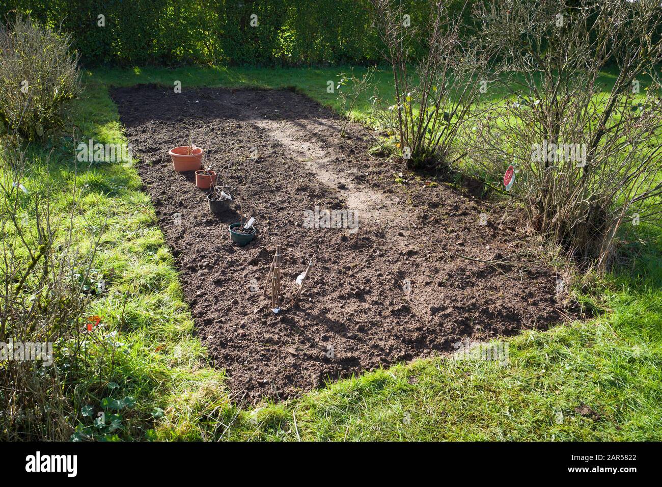 Soft fruit garden prepared for planting new soft fruit canes in late winter Stock Photo