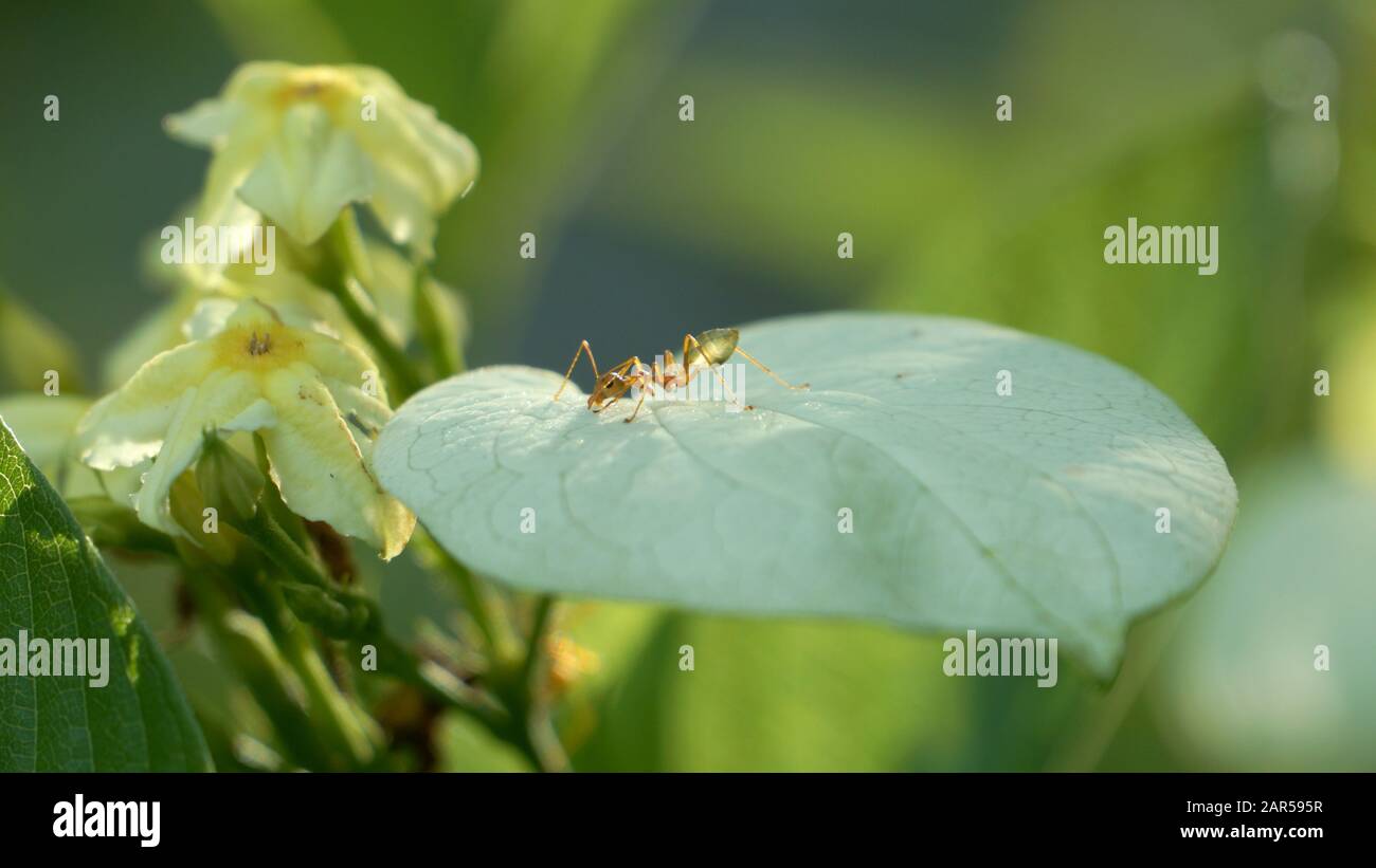 Green ant collecting water droplets from petal Stock Photo Alamy