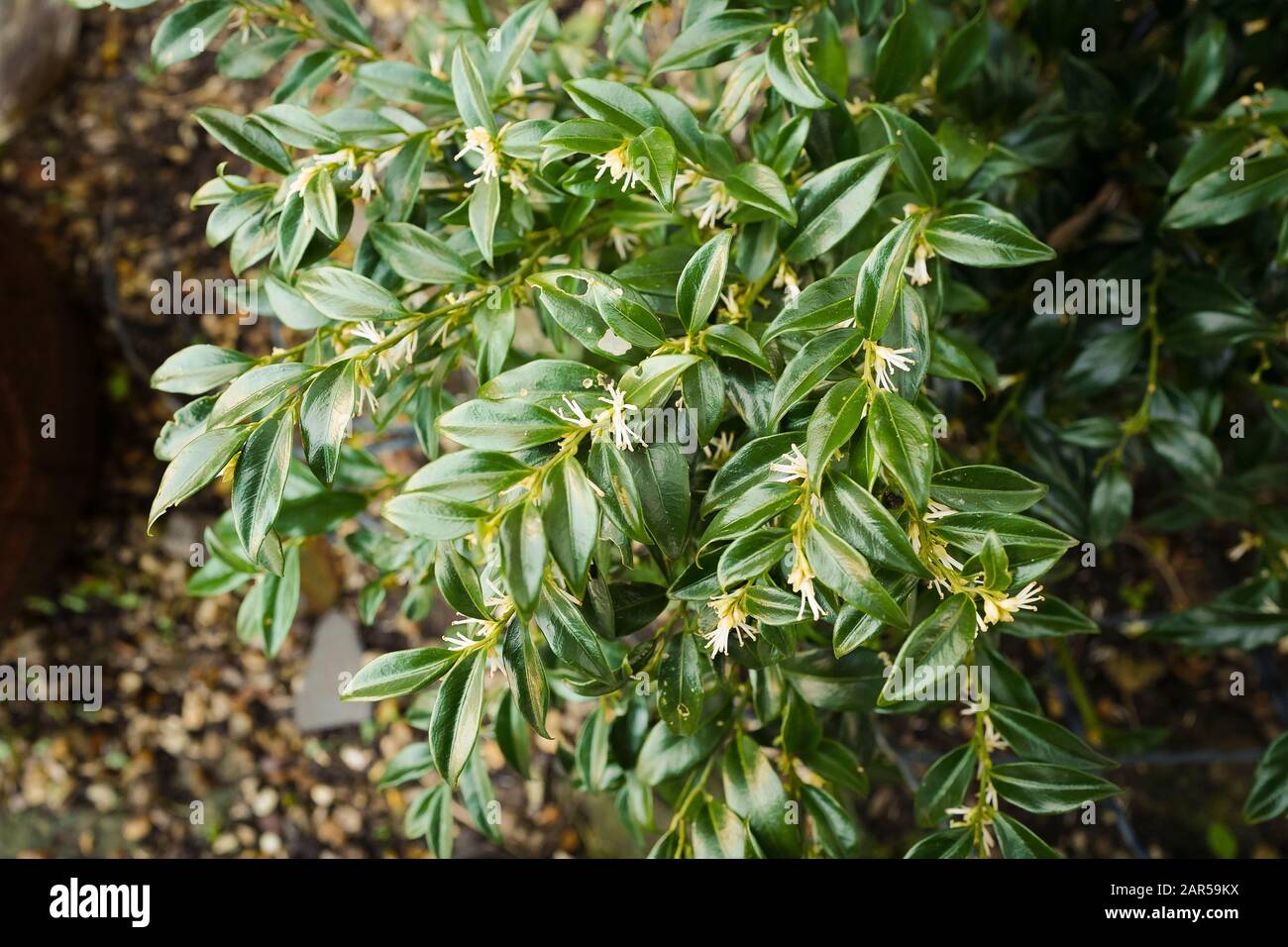Evergreen flowering shrub Sarcocca confusa showing glossy dark green leaves and tiny highly fragrant flowers - a rare experience in winter Stock Photo