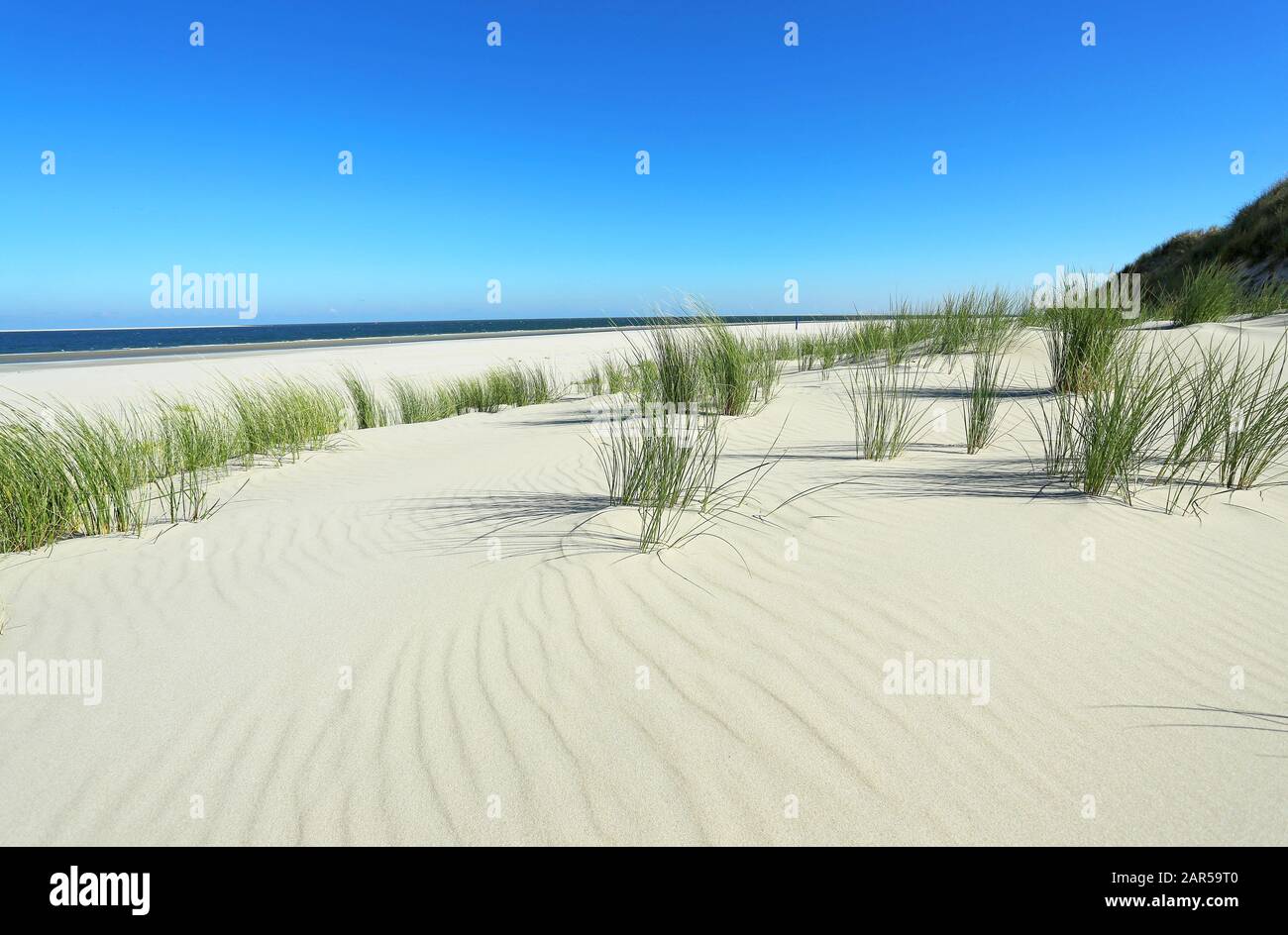 fore dunes with beach grass on the beach of island Borkum Stock Photo