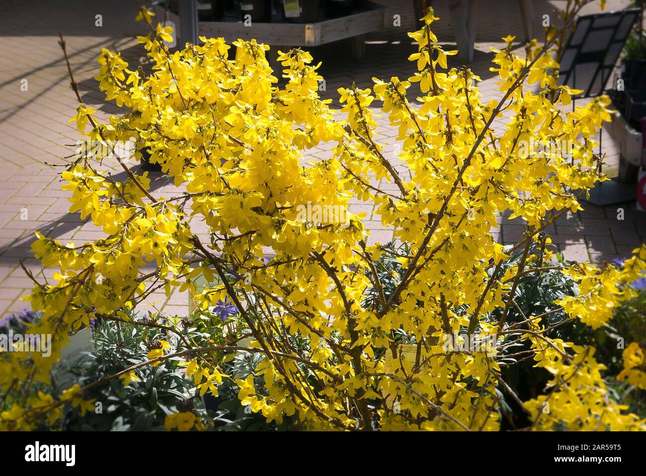 Forsythia Weekend in a pot for sale at an English garden centre in March showing characteristic yellow flowers Stock Photo