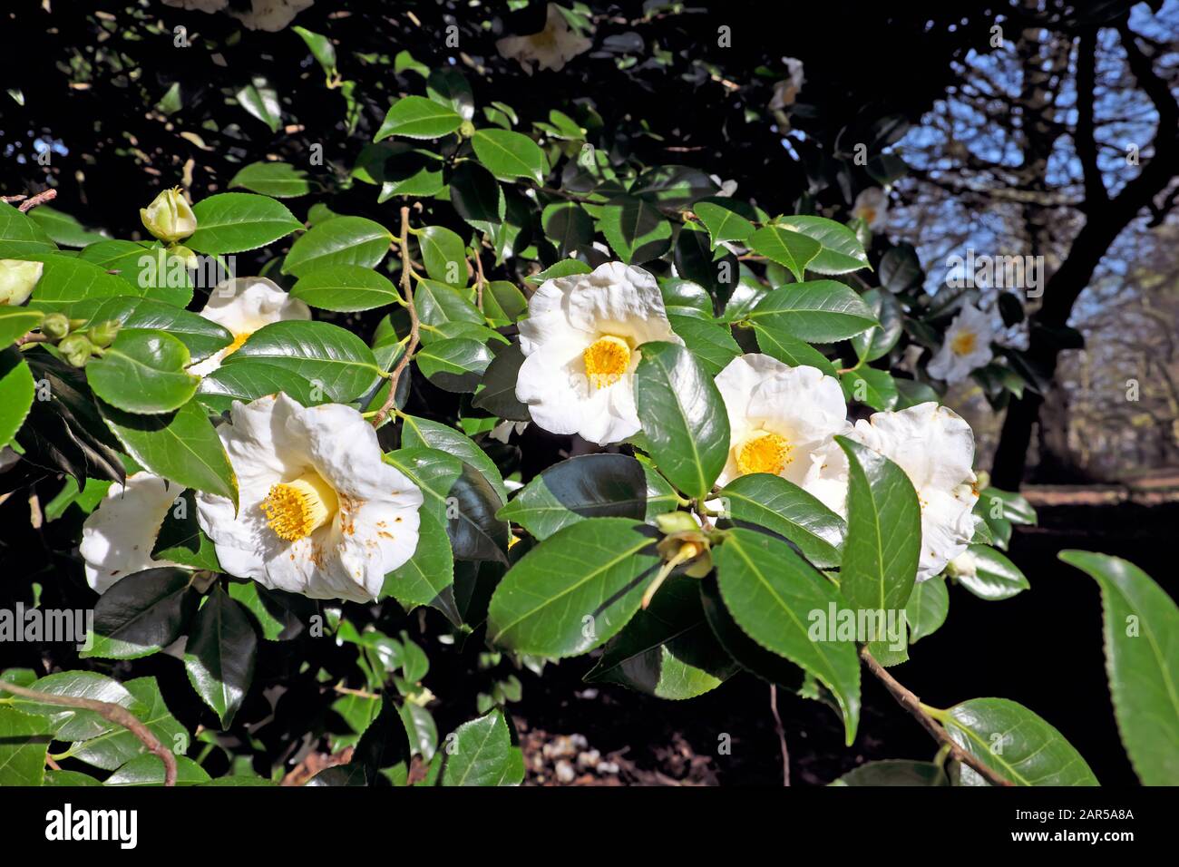 White camellia japonica winter flowering evergreen shrub in bloom in January 2020 on sunny day in Bute Park Cardiff Wales UK  KATHY DEWITT Stock Photo