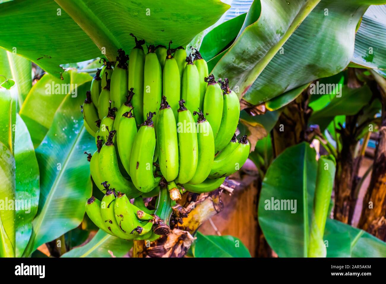 large banana bunch on a tree, fruit bearing plants, edible banana plant