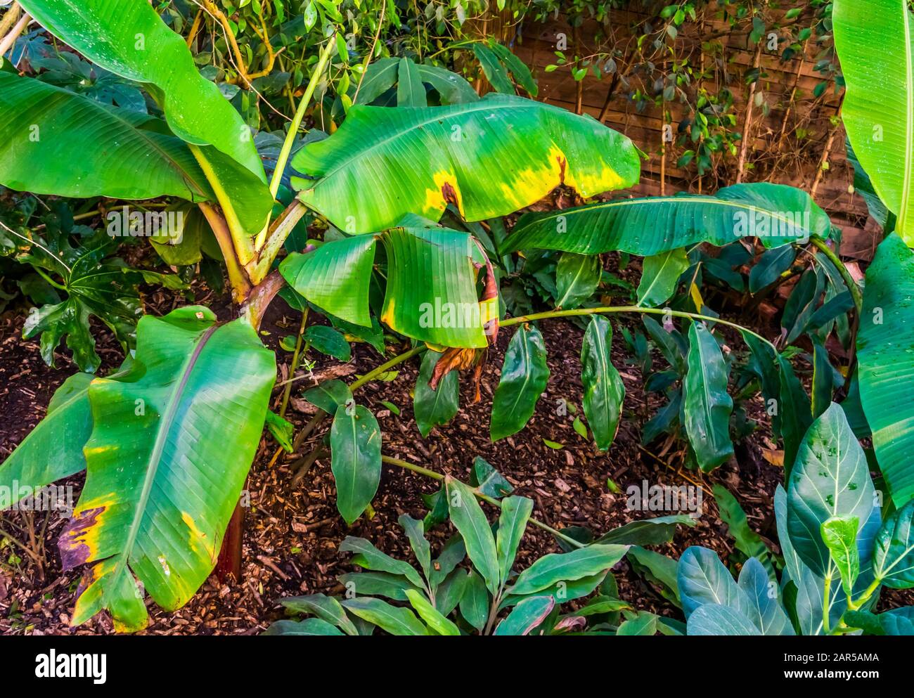 musa griersonii, Wild banana specie, popular ornamental tropical plants for the garden Stock Photo