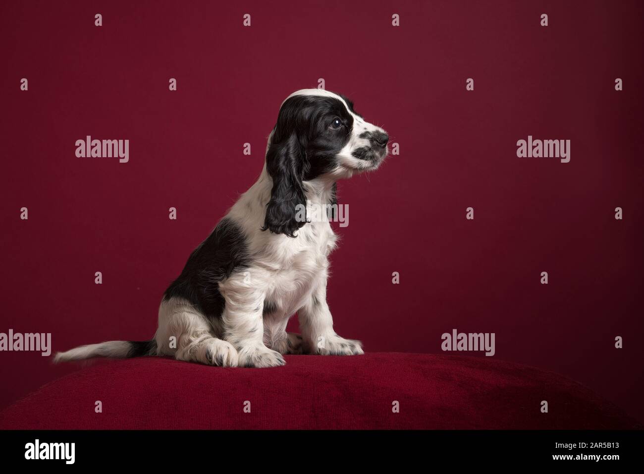Black and white Cocker spaniel puppy , sitting on a classic luxury burgundy red background seen from the side Stock Photo