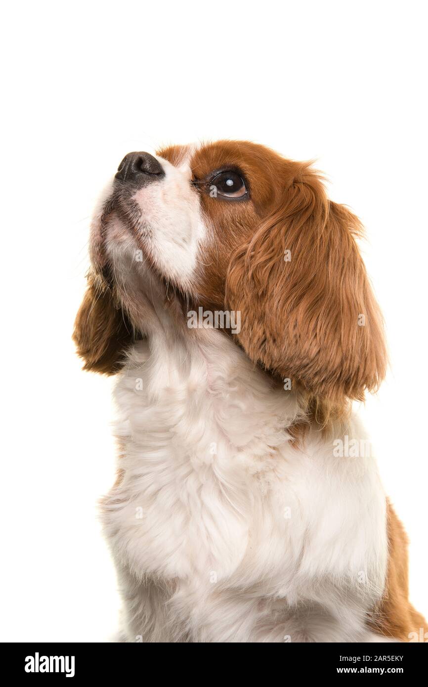 Portrait of a Cavalier King Charles Spaniel dog looking up isolated on ...