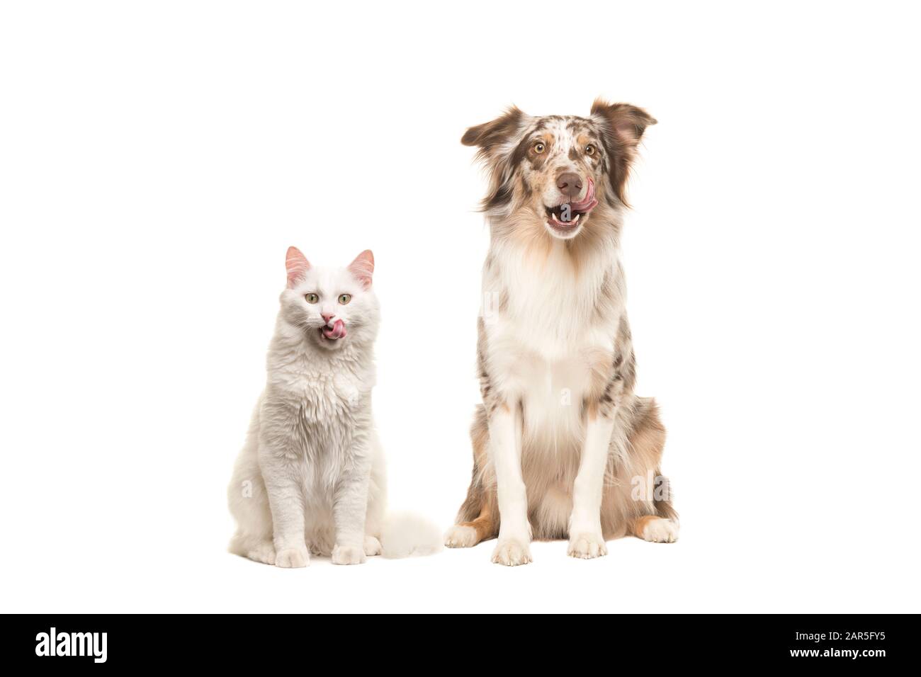 Australian shepherd dog and white longhaired cat looking at the camera licking their lips begging for food isolated on a white background Stock Photo