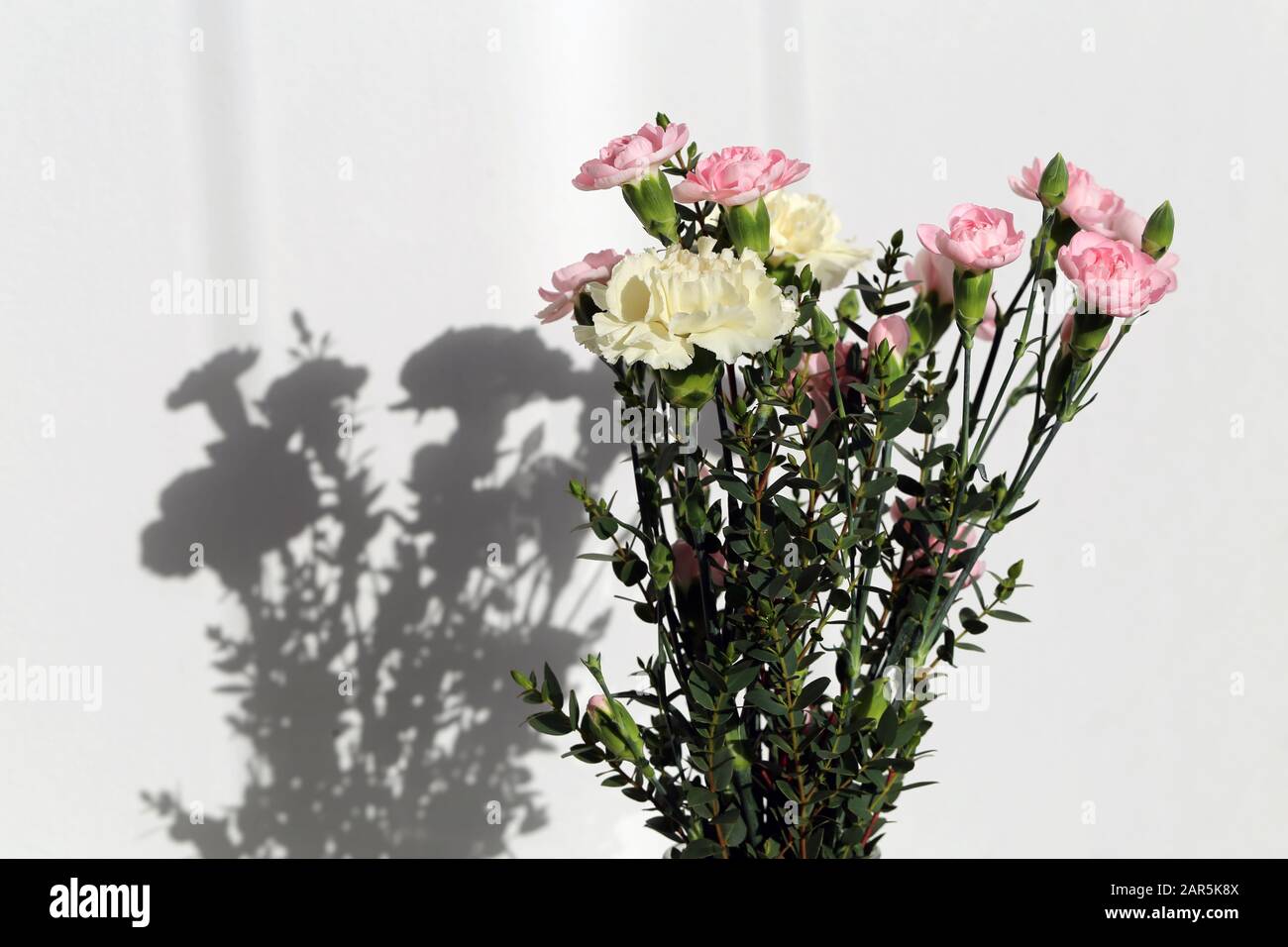 Super cute, light color flower bouquets including baby pink and white dianthus flowers with white chrysanthemum flowers, and some other white flowers. Stock Photo