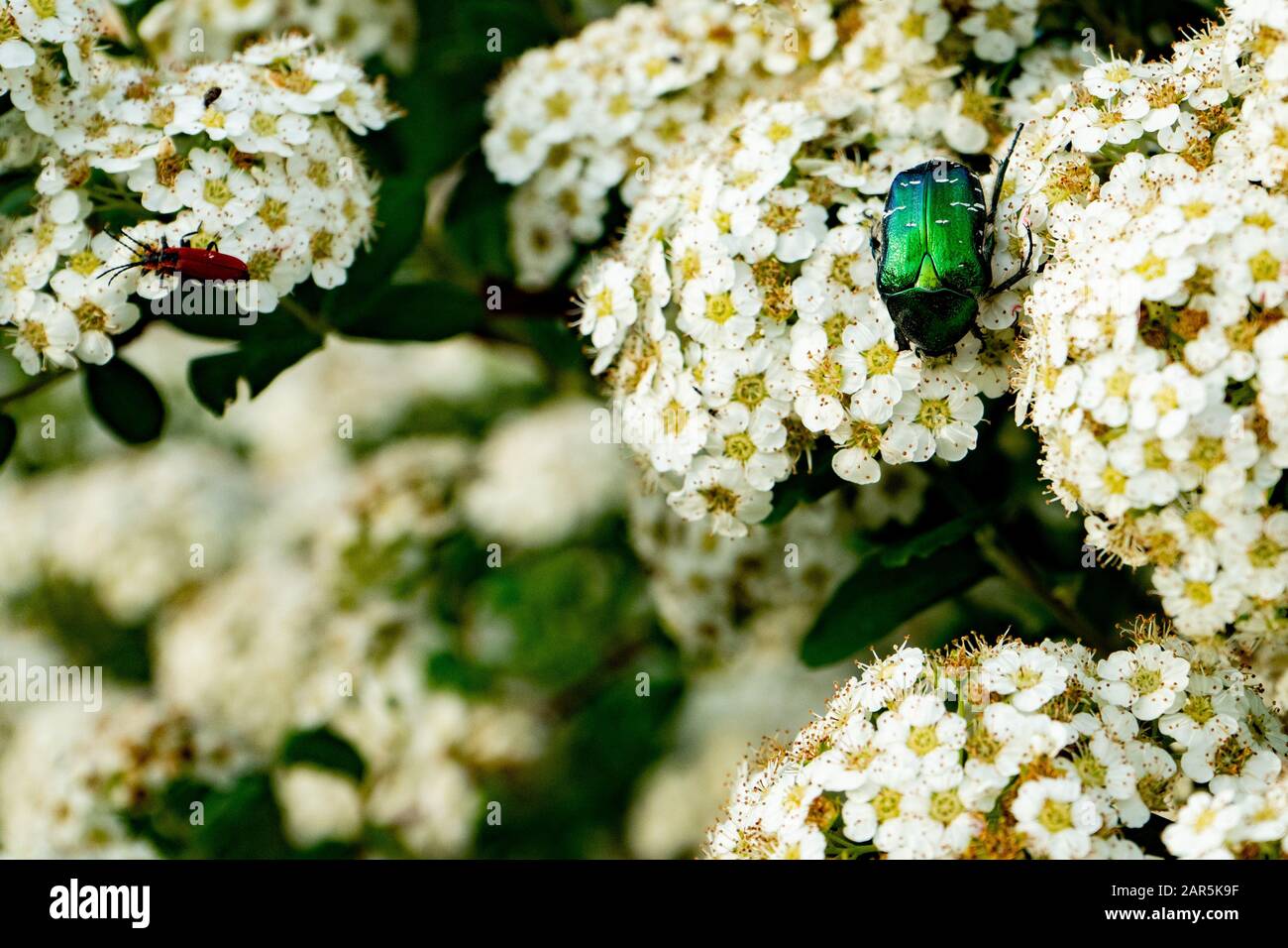 Blooming spirea or meadowsweet. Branches with white flowers. Beetle Eats Nectar. Stock Photo