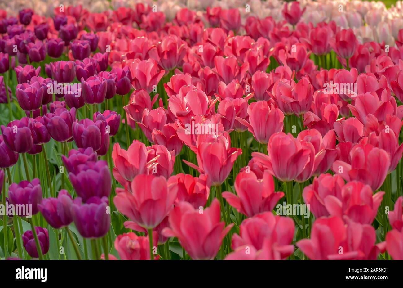 Tulip festival in St. Petersburg in the public Park on Elagin island in