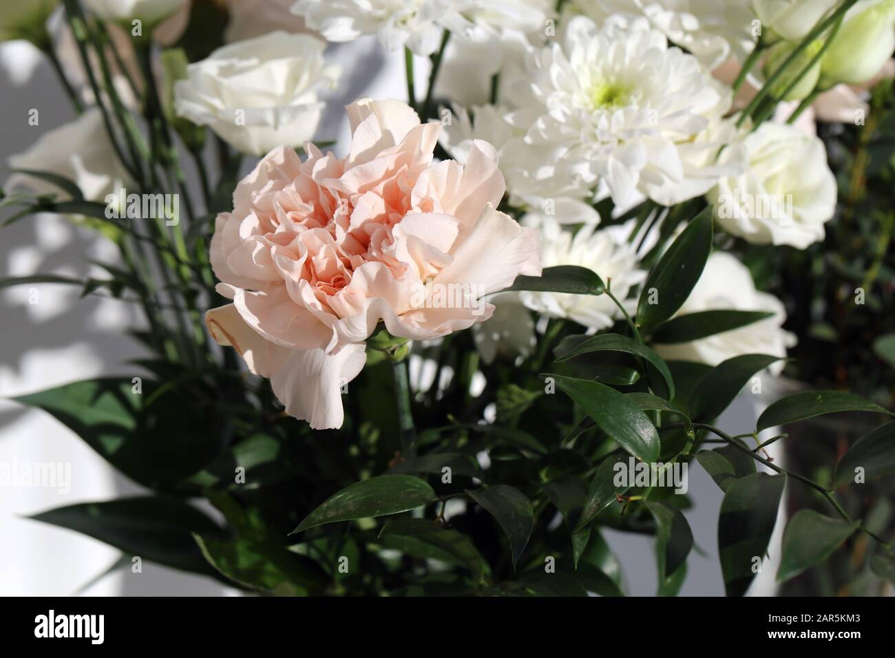 Super cute, light color flower bouquets including baby pink and white dianthus flowers with white chrysanthemum flowers, and some other white flowers. Stock Photo