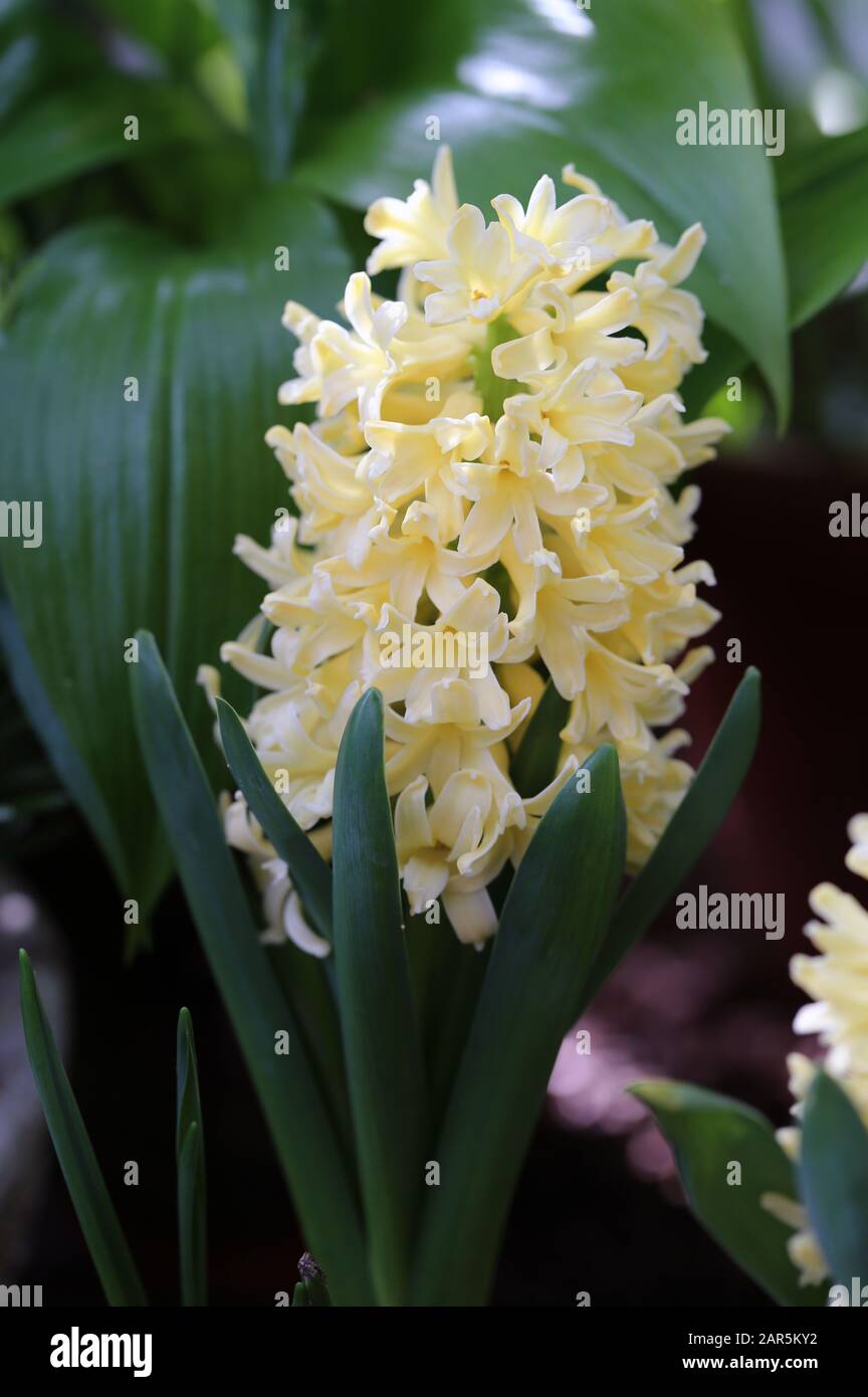 Blooming yellow ”City of Haarlem” hyacinth flowers with plenty of green leaves. Beautiful early spring flowers used to celebrate Easter. Closeup photo. Stock Photo