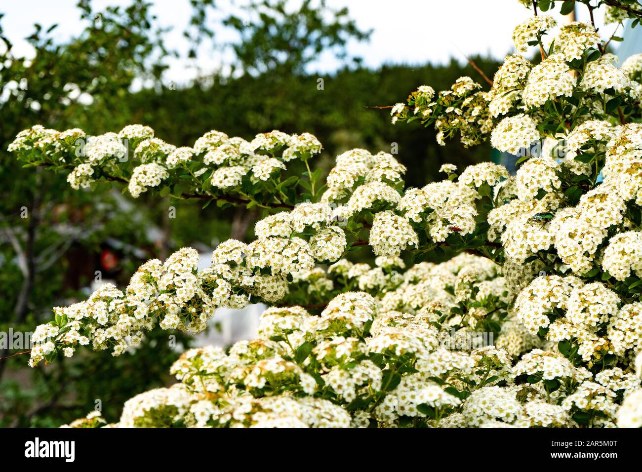 Blooming spirea or meadowsweet. Branches with white flowers. Stock Photo