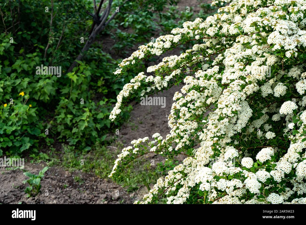 Blooming spirea or meadowsweet. Branches with white flowers. Stock Photo