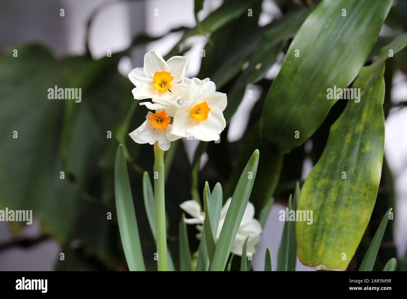 White and yellow bicolored blooming narcissus / daffodils flowers with green leaves. Perfect flowers for celebrating Easter and enjoying early spring. Stock Photo