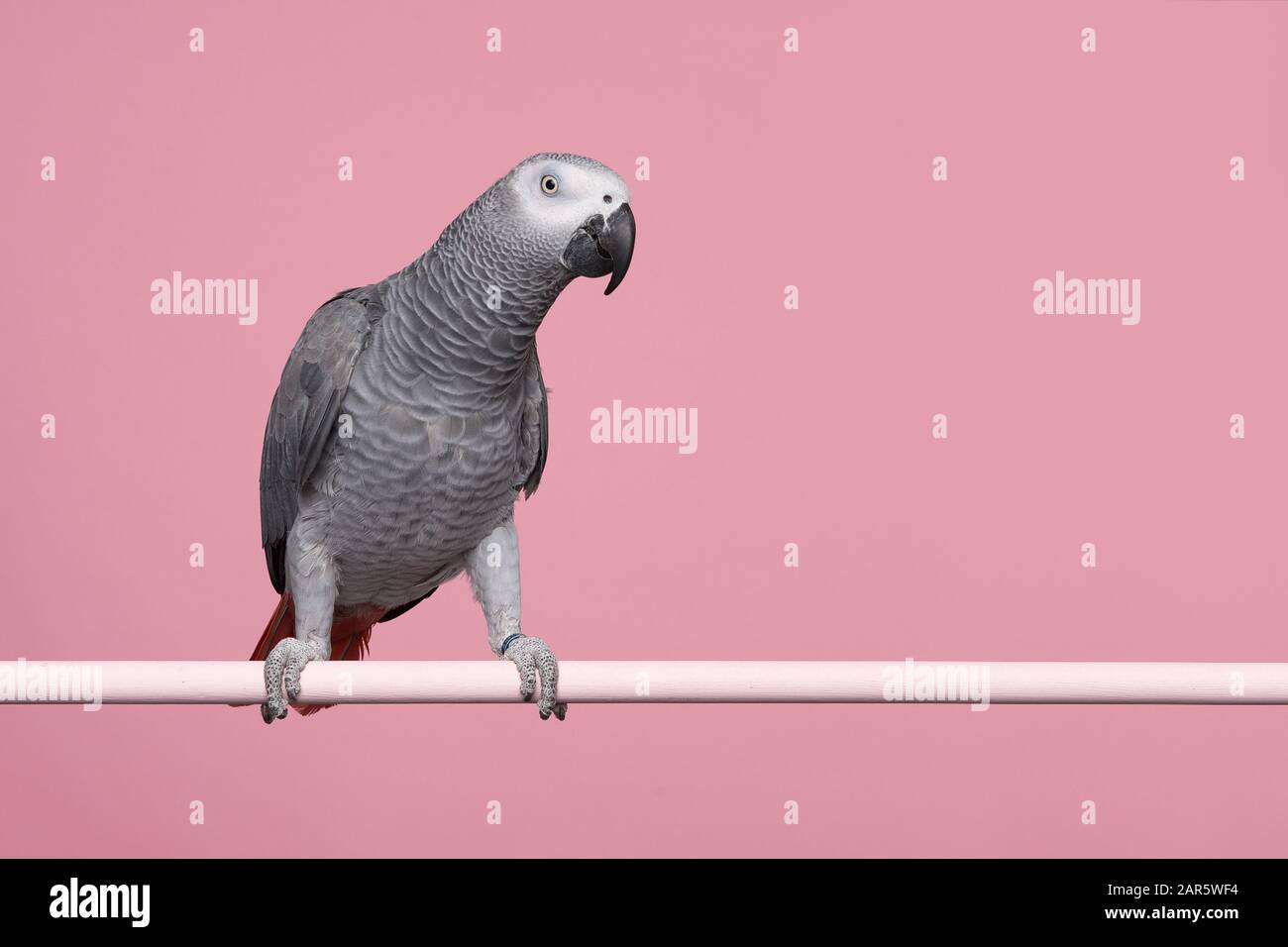 Gabon African grey parrot on a pink background with space for copy seen from the side Stock Photo