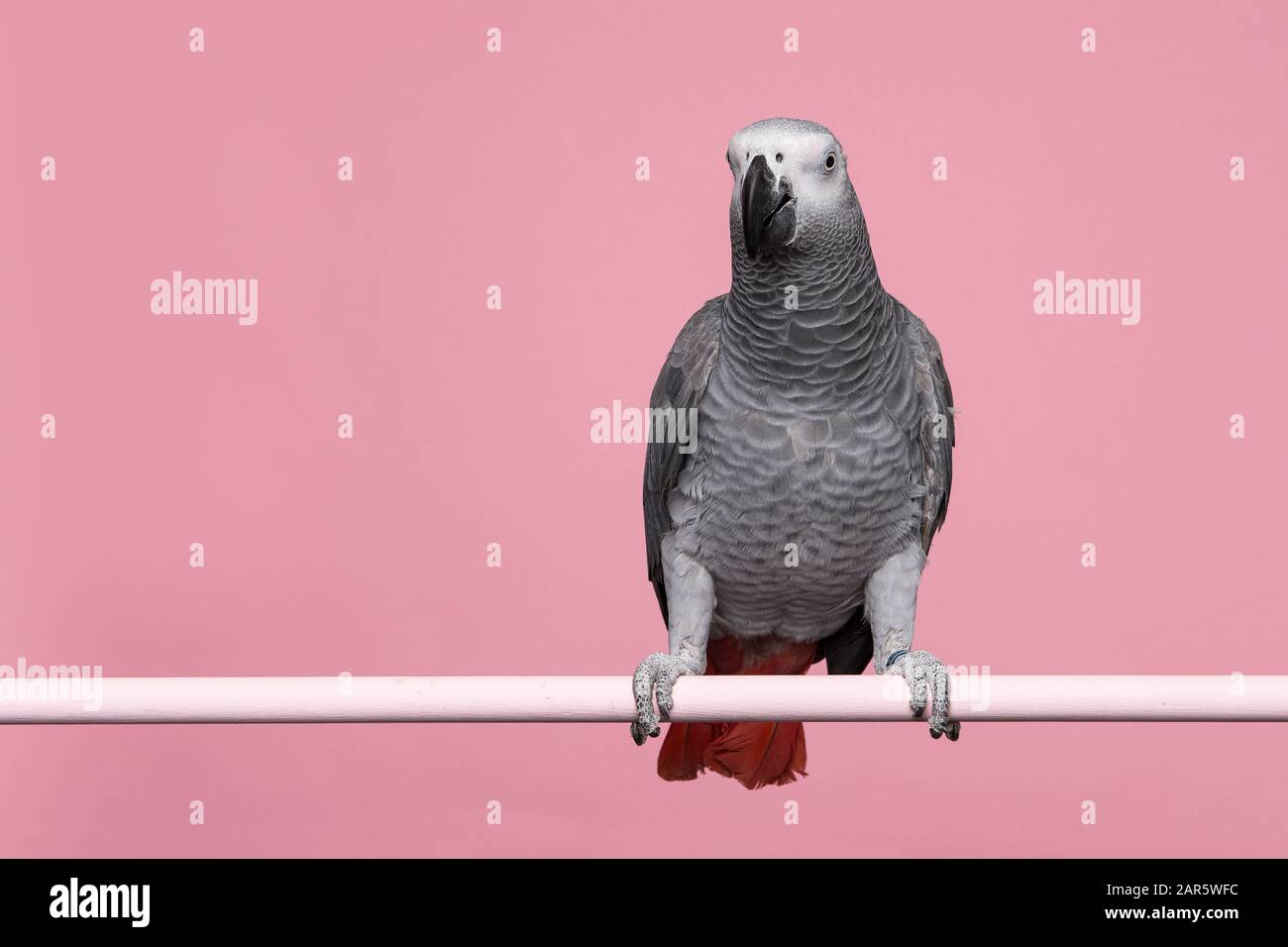 Gabon African grey parrot on a pink background with space for copy seen from the front Stock Photo